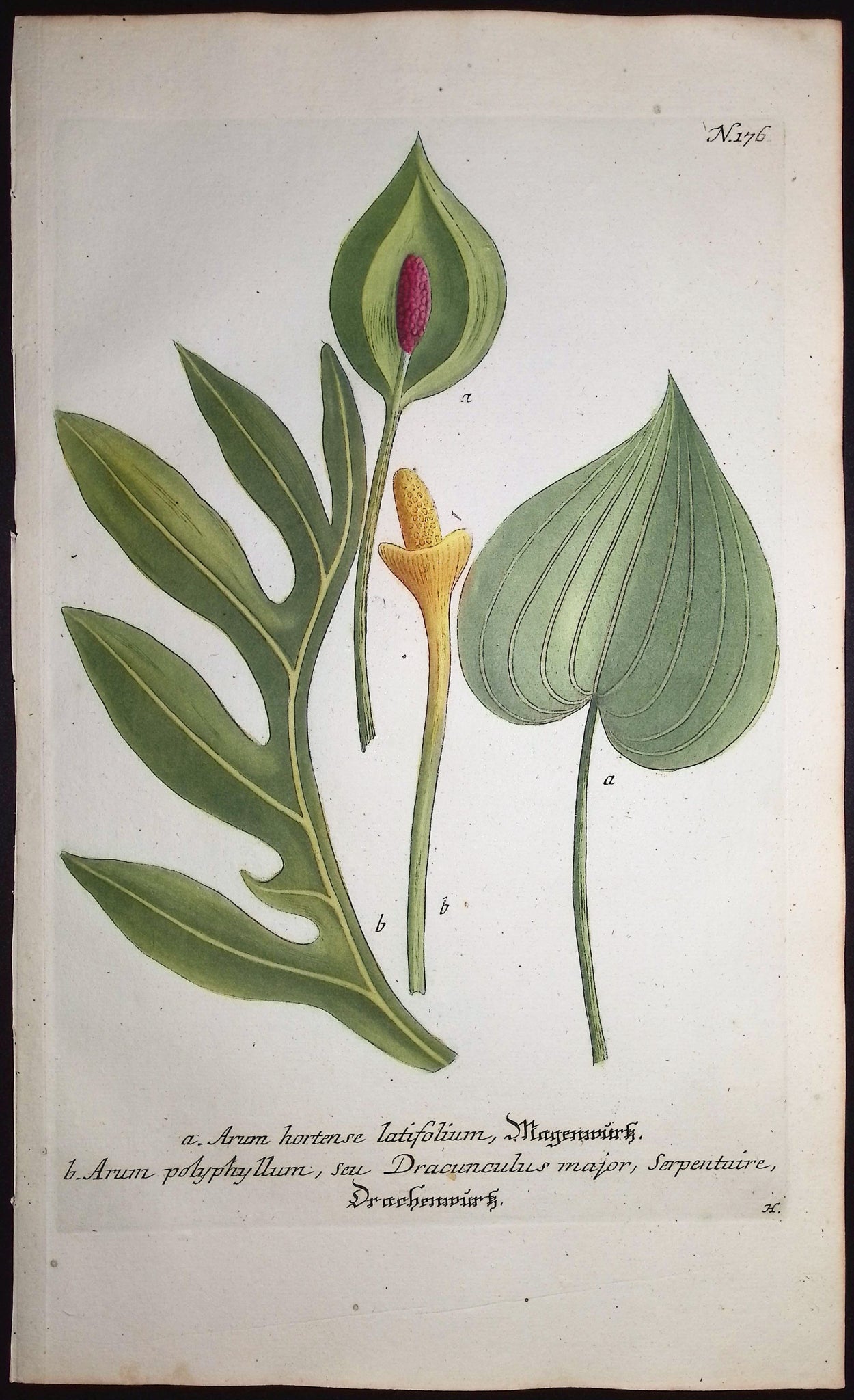Arum
