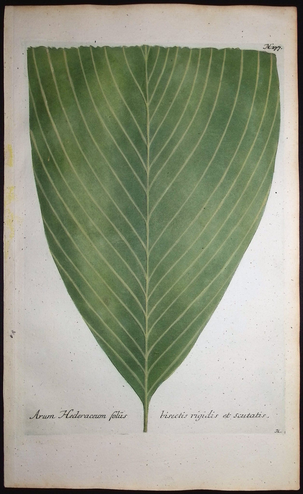 Arum Hederaceum