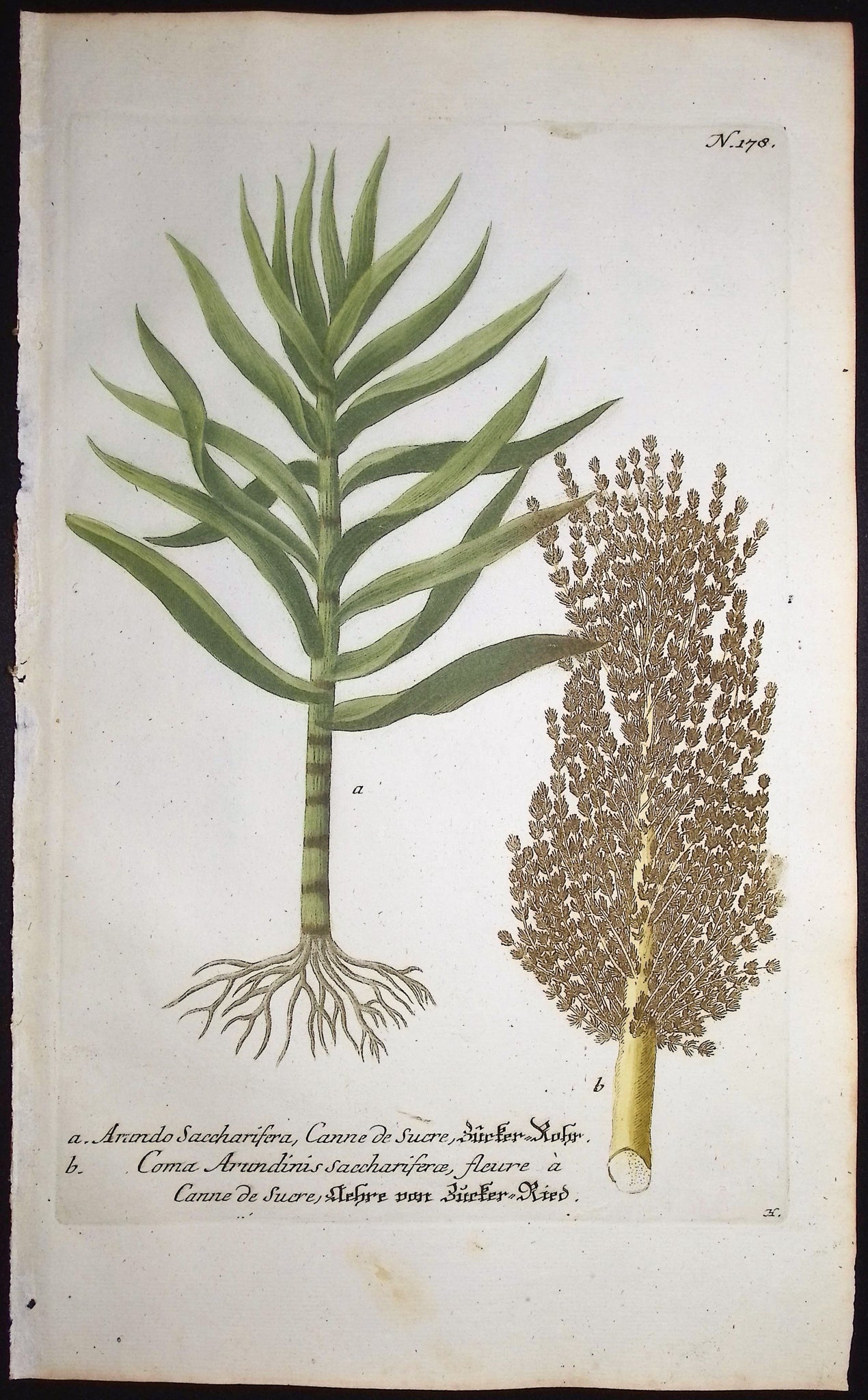 Sugar Cane