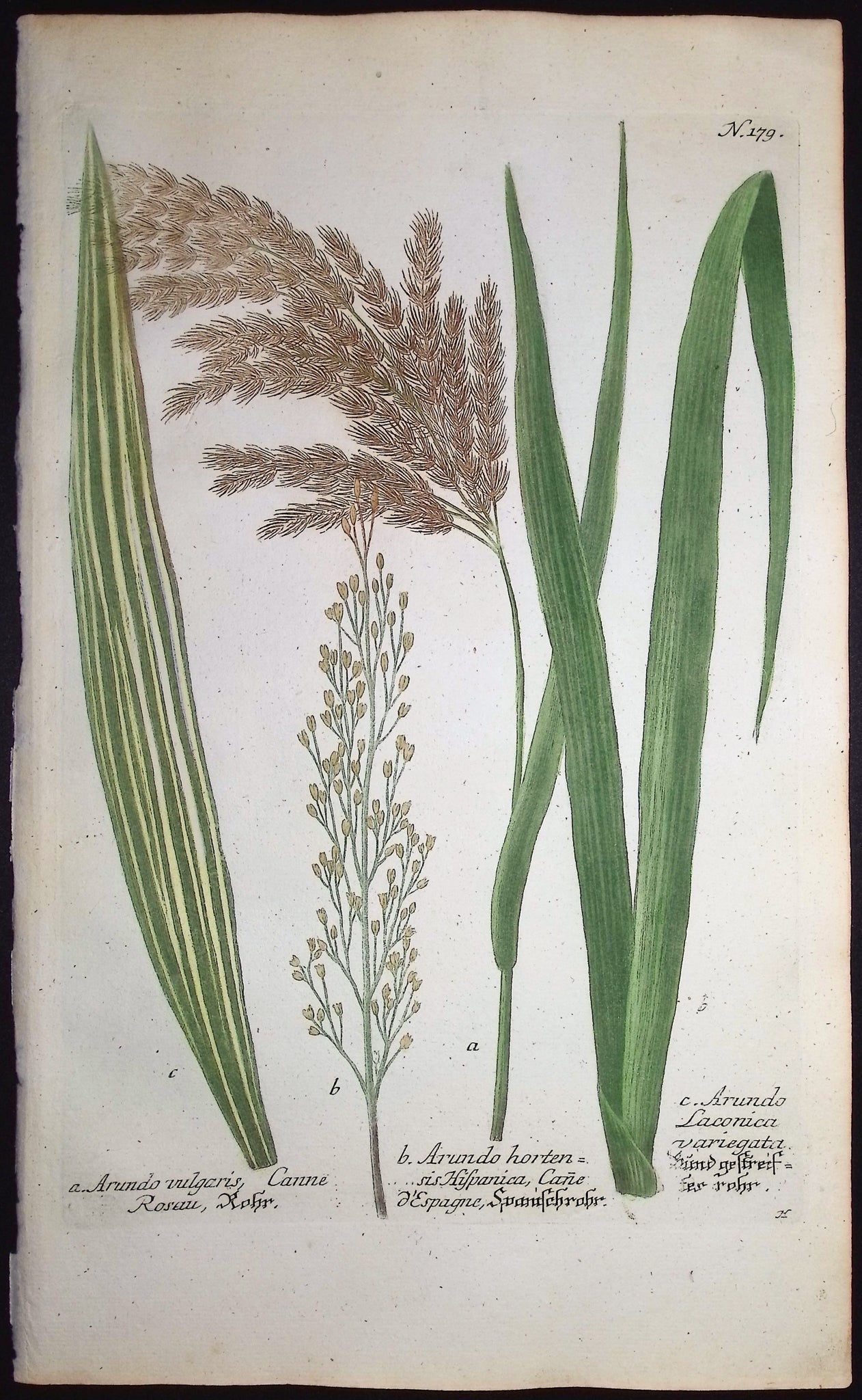 Giant Reed