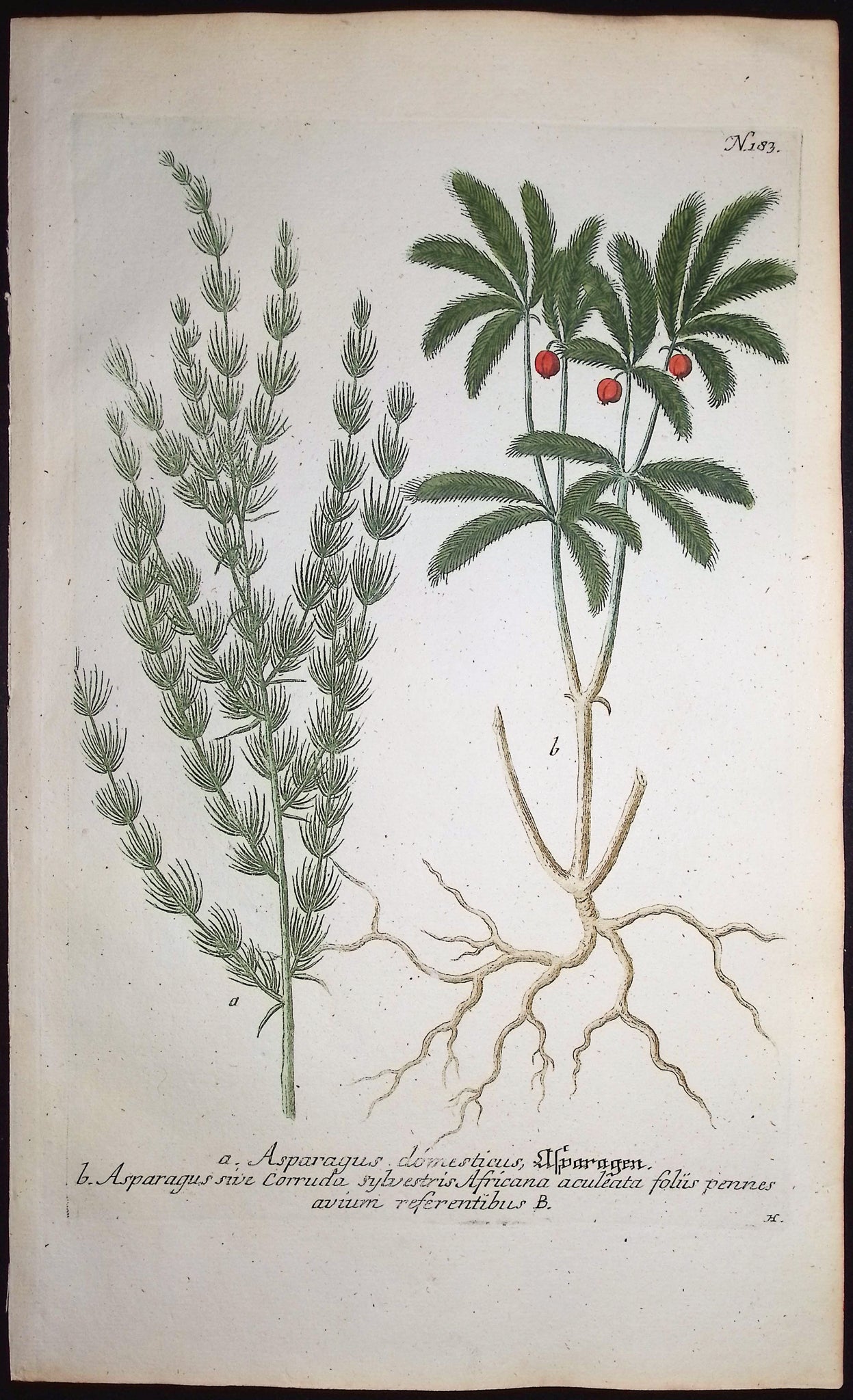 Asparagus