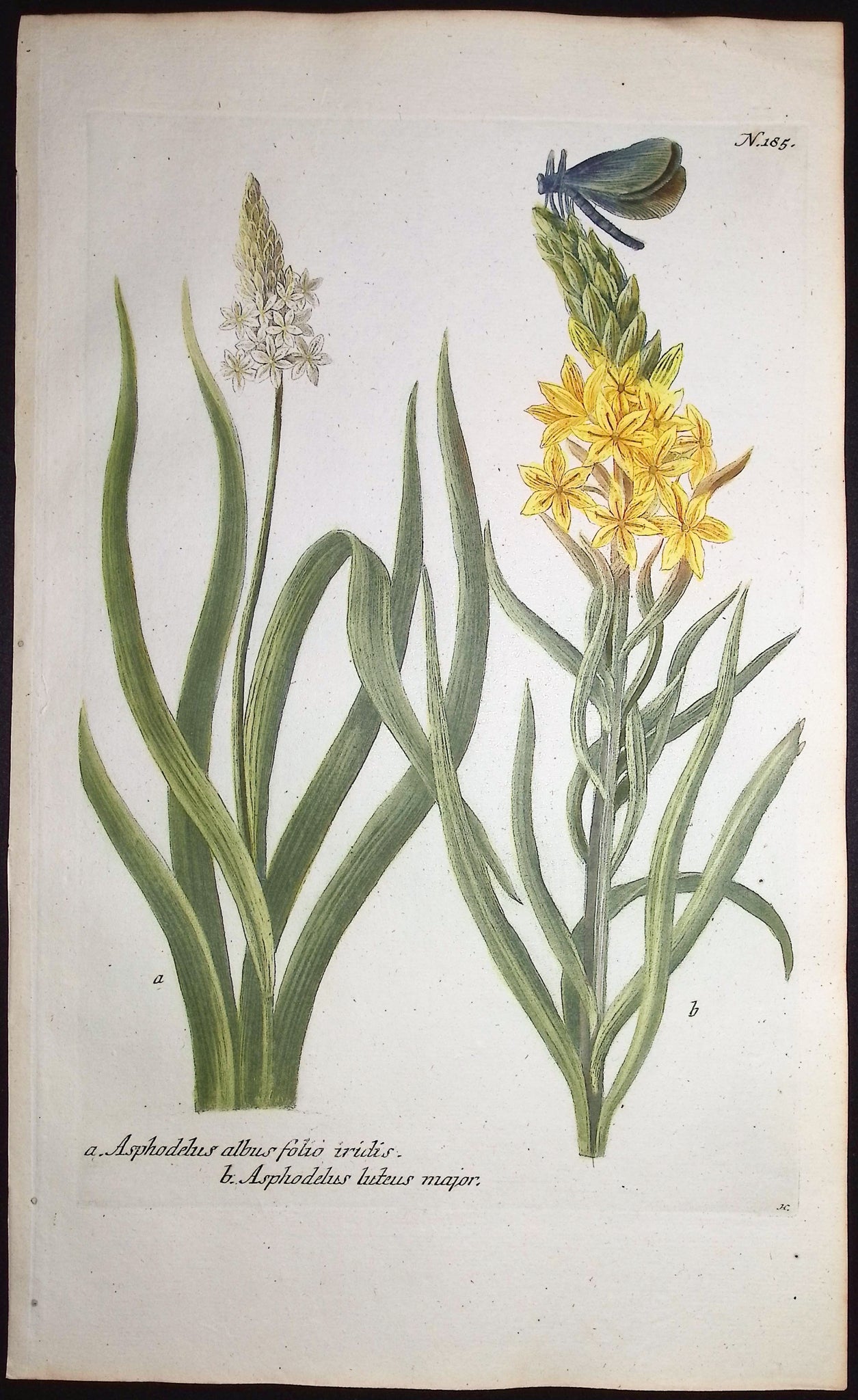 Onionweed