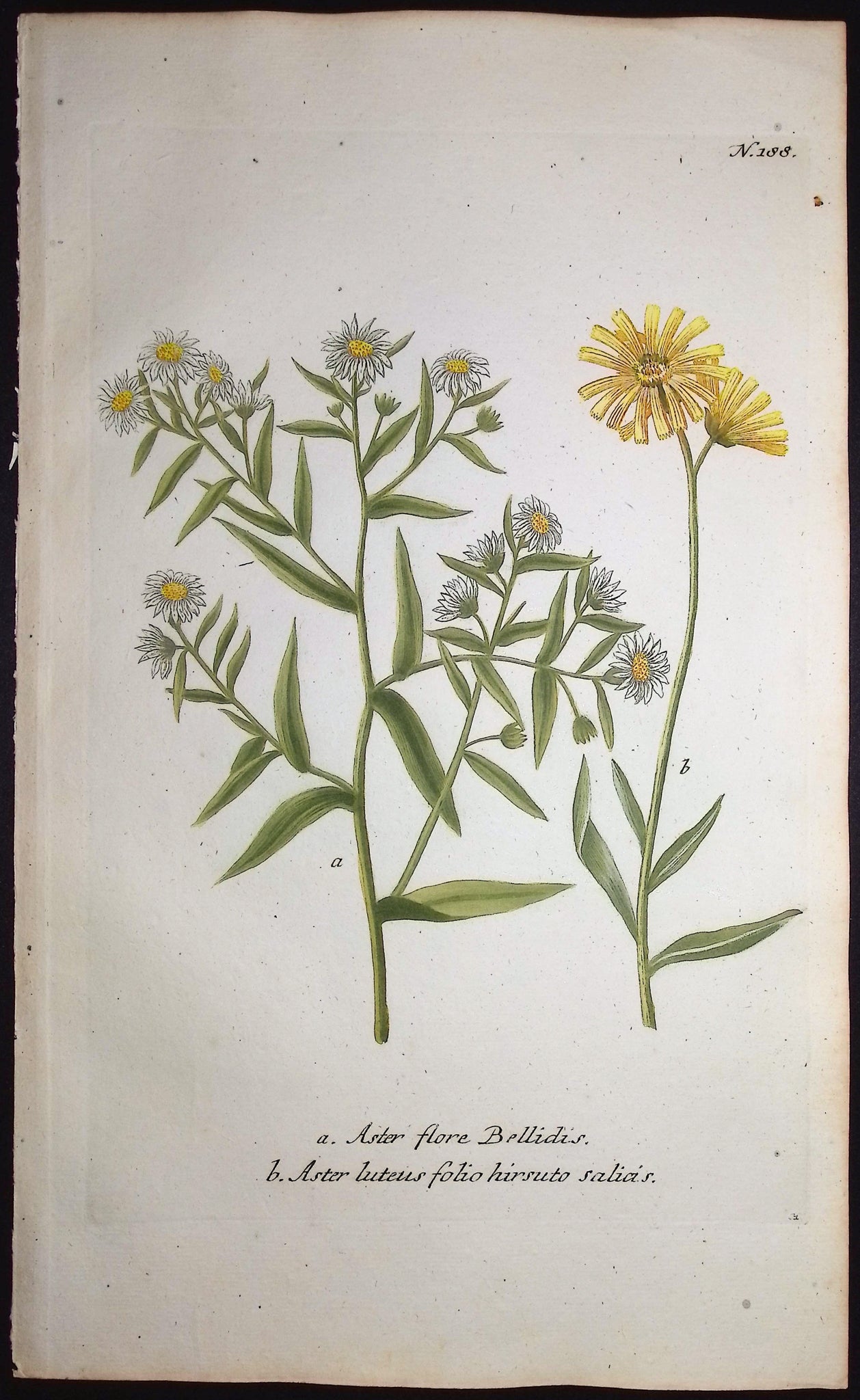 Yellowhead, Aster