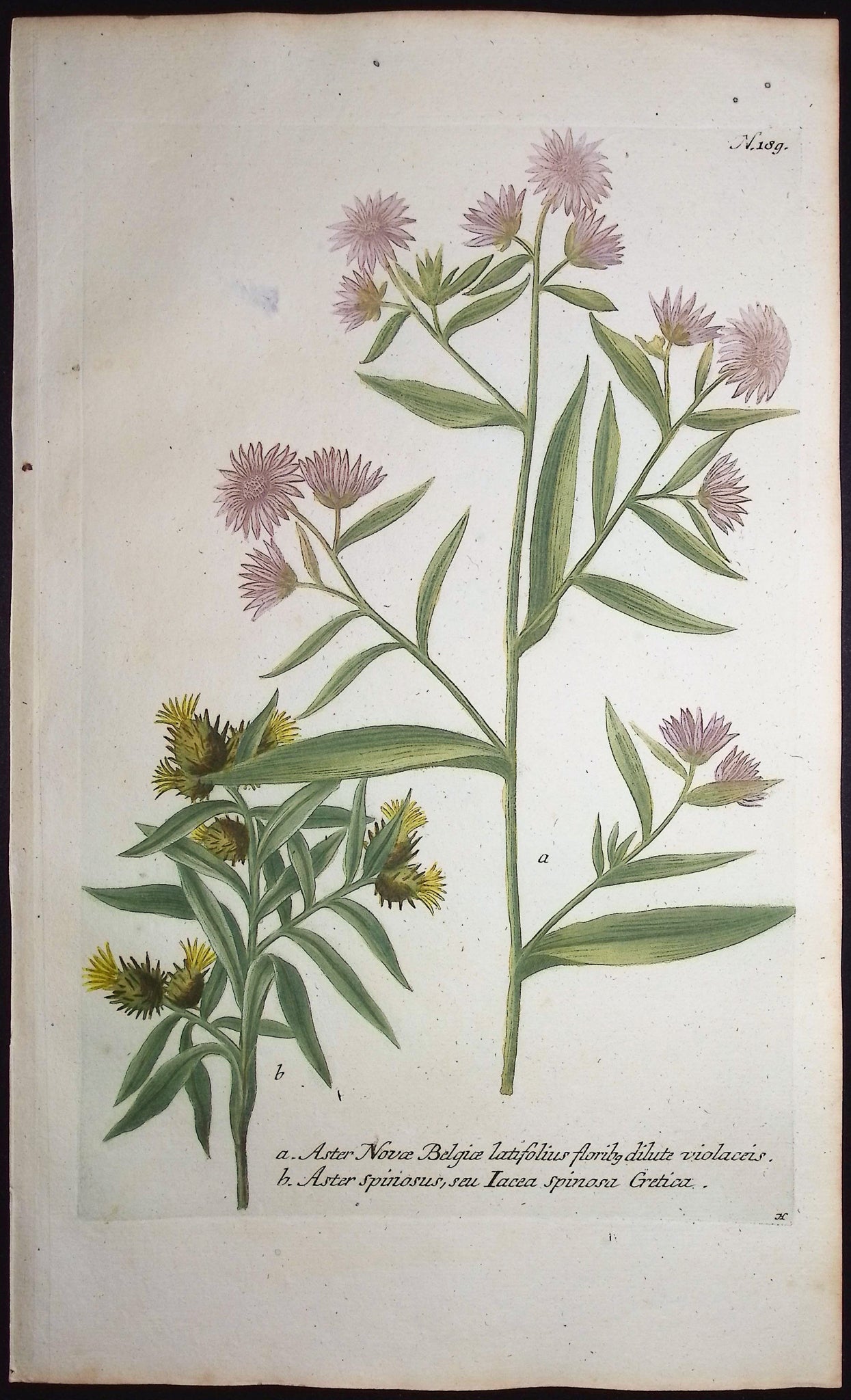 Aster, Yellow Star-Thistle