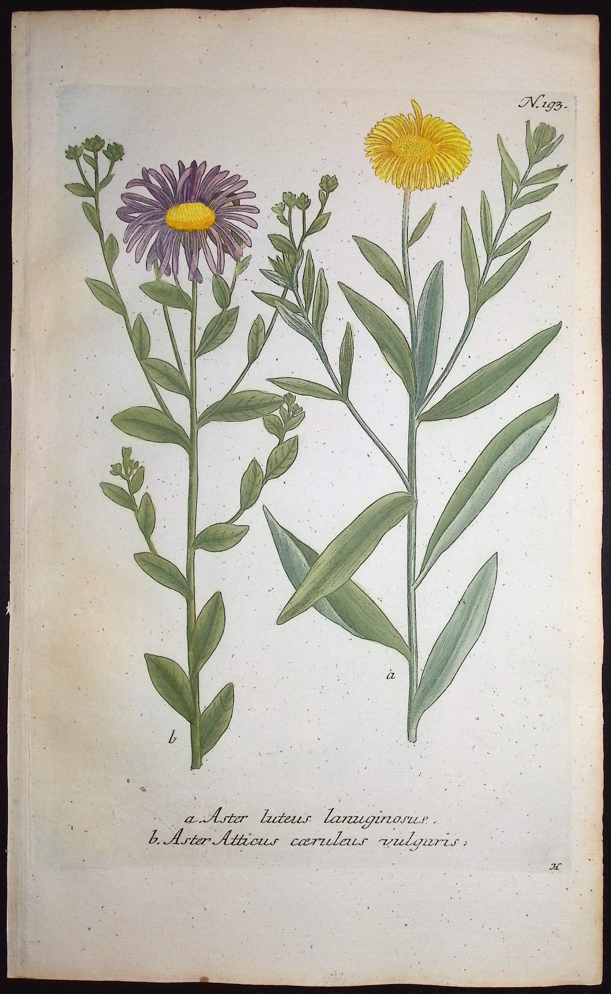Aster
