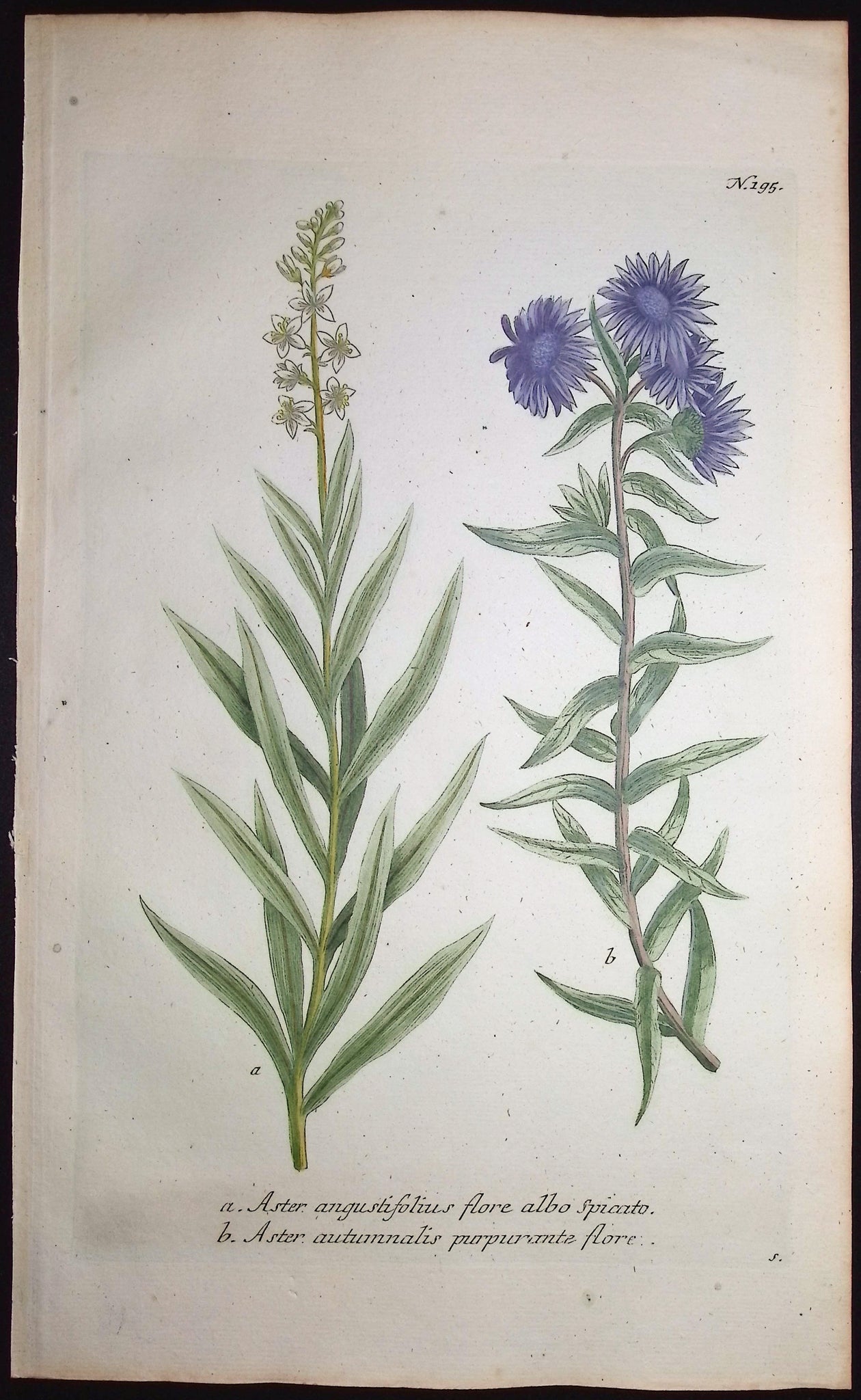 Loosestrife, Aster