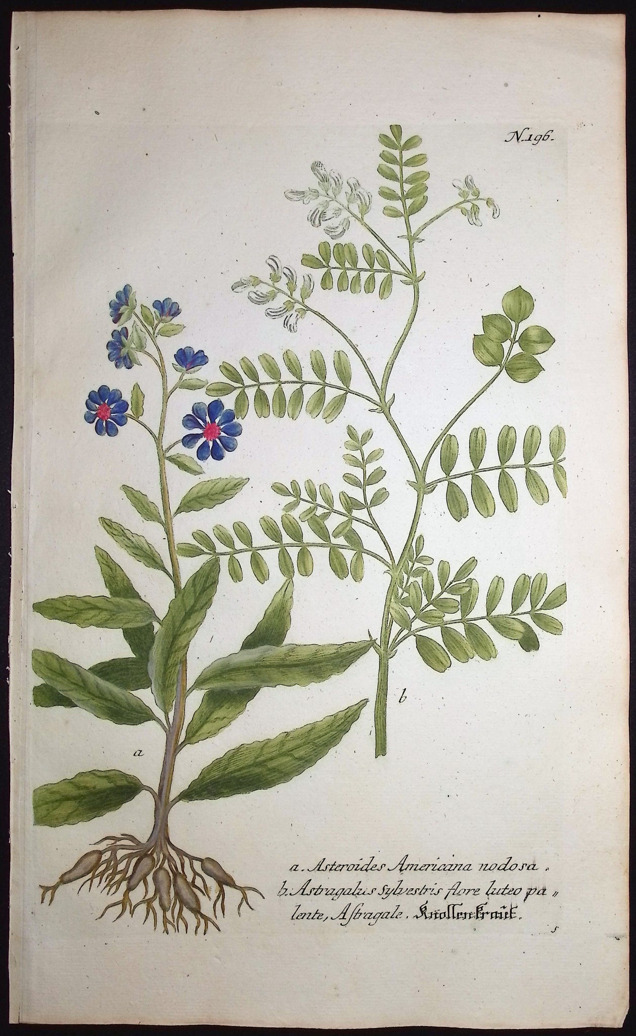 Milkvetch