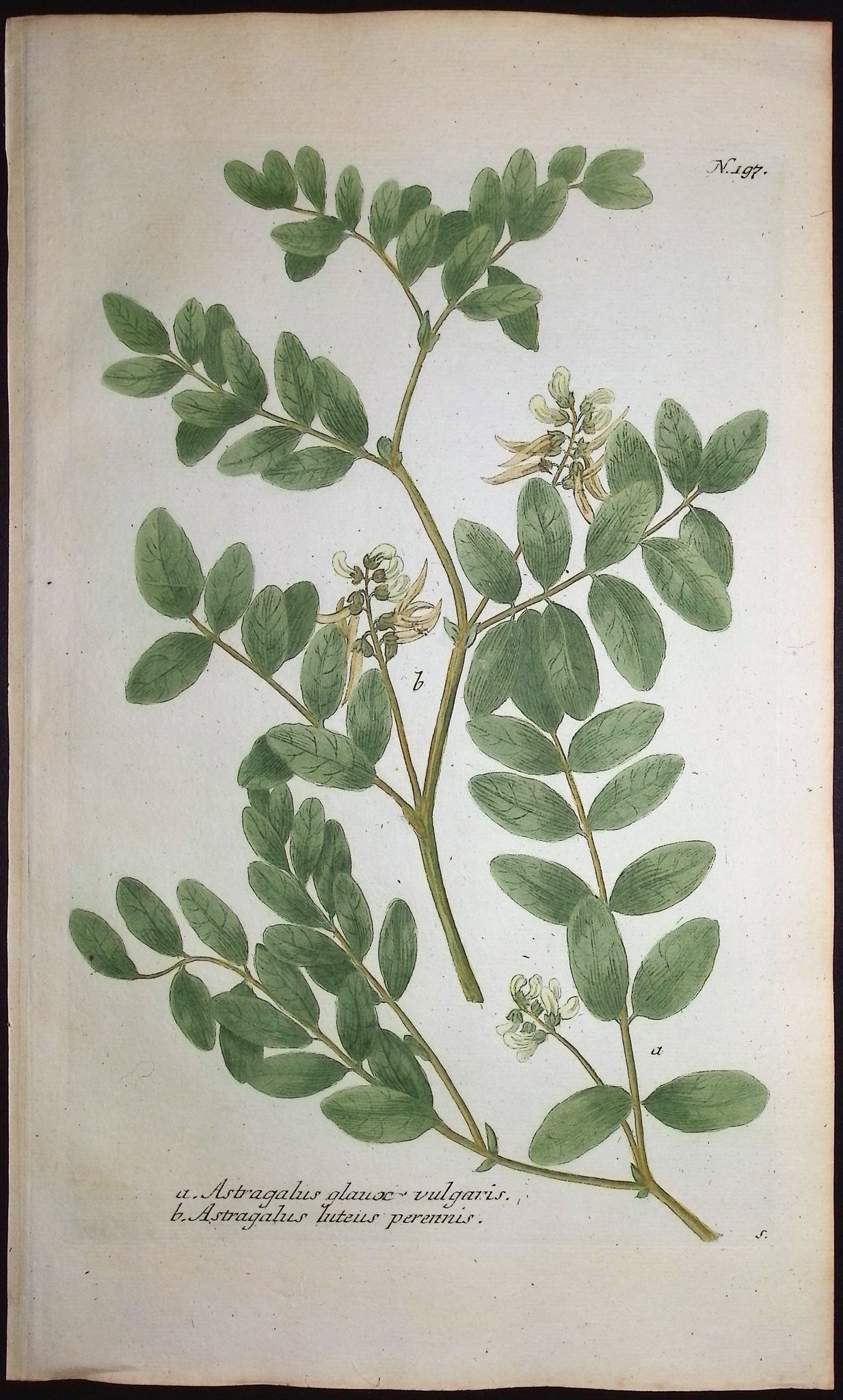 Milkvetch