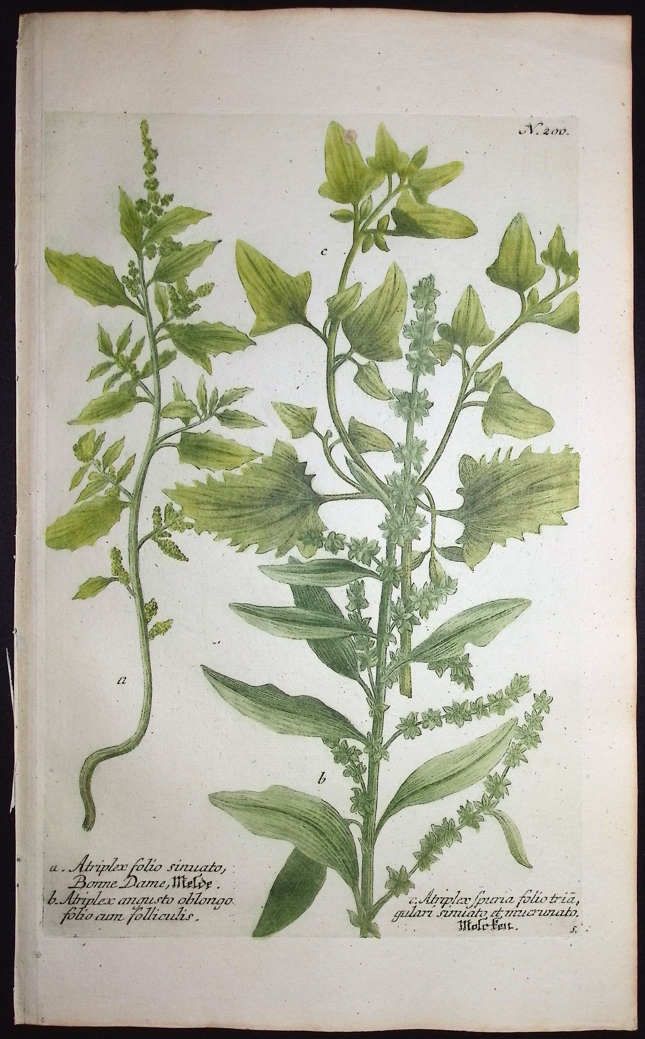 Atriplex