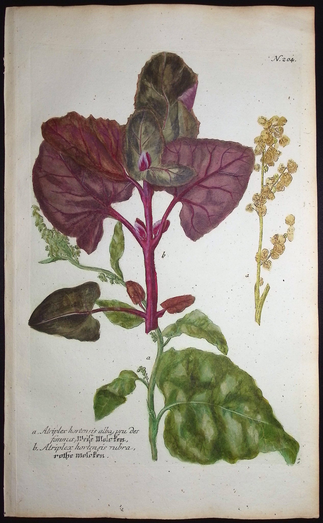 Atriplex