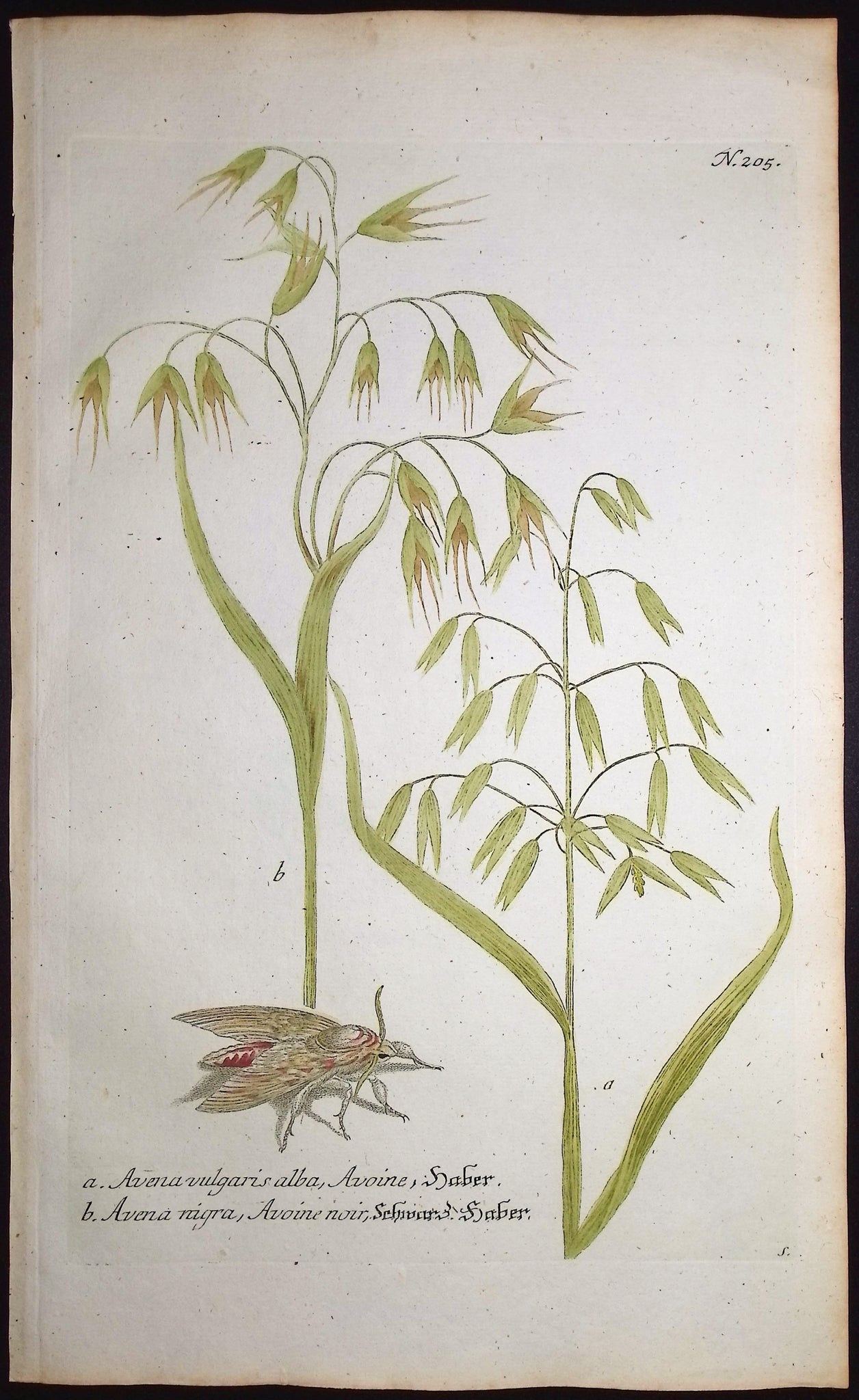 Oat with Moth