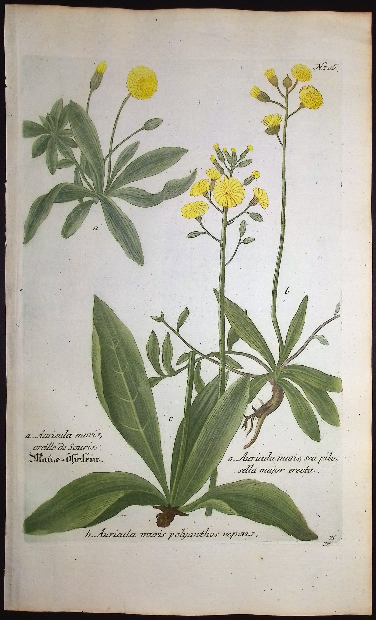 Hawkweed