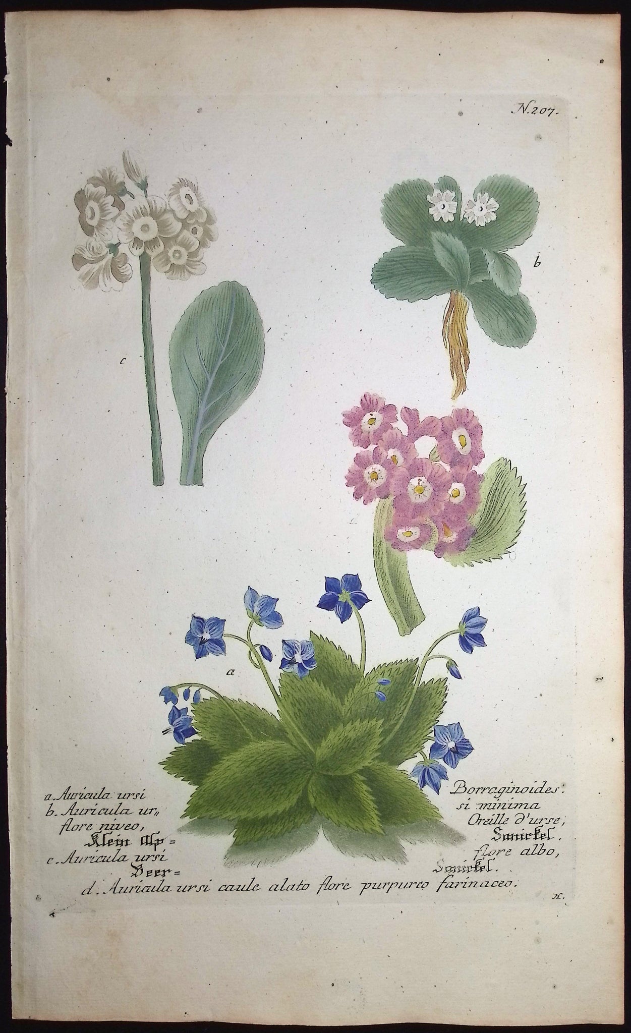 Bears-Ear, Primula