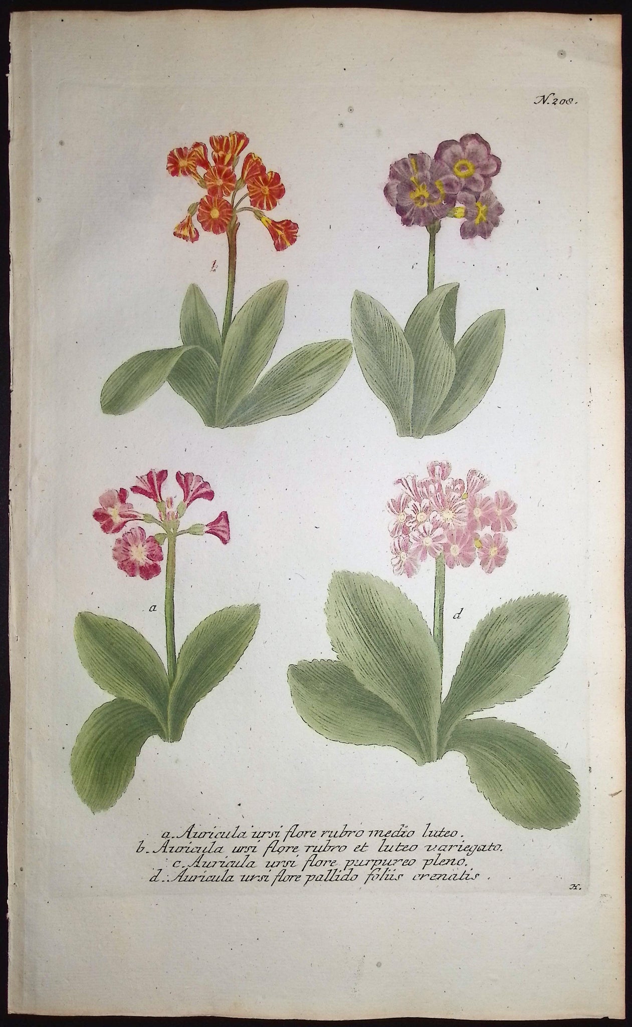 Bears-Ear, Primula