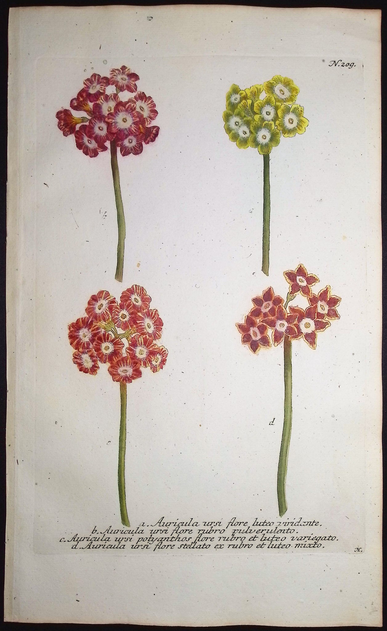 Bears-Ear, Primula
