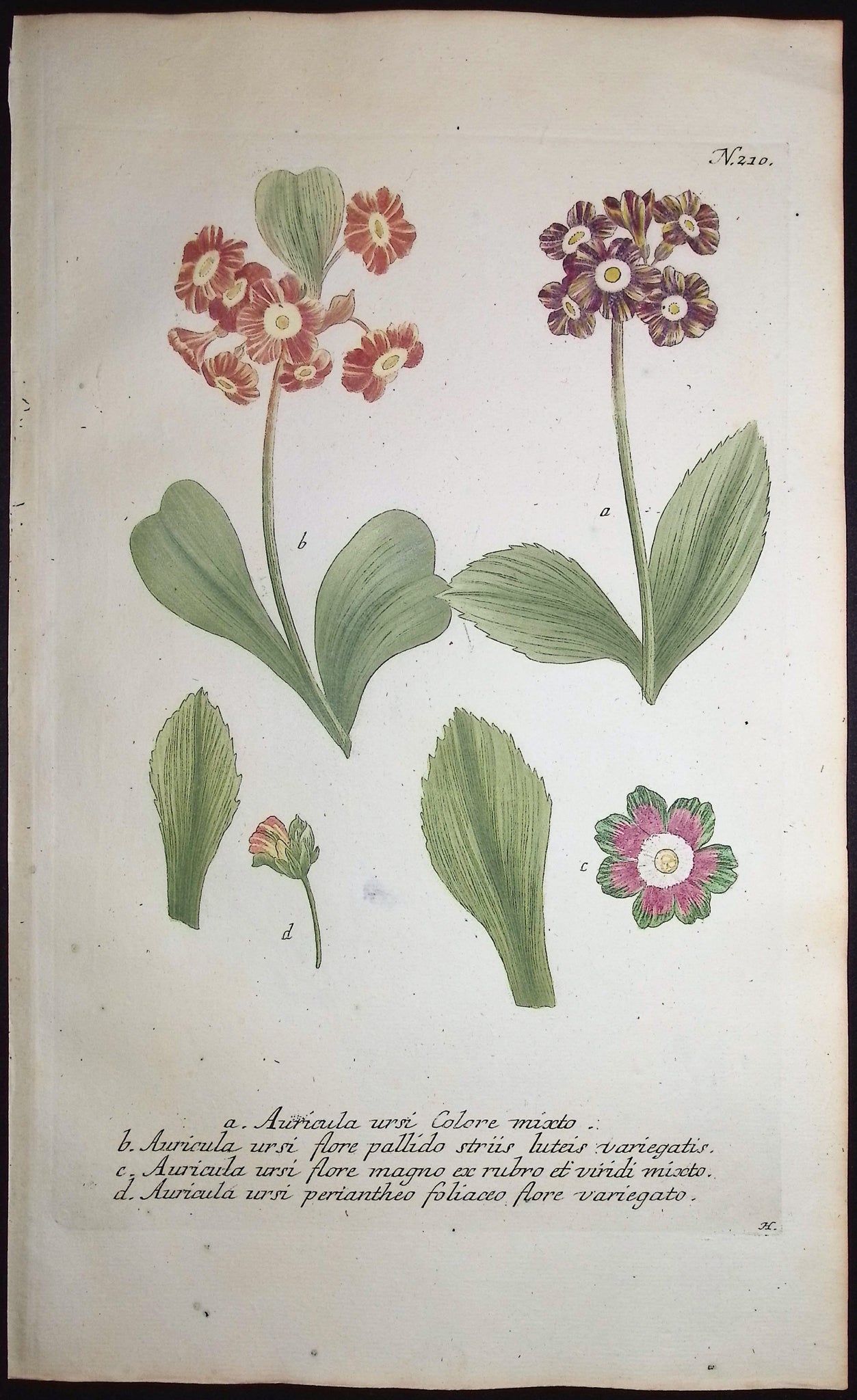 Bears-Ear, Primula