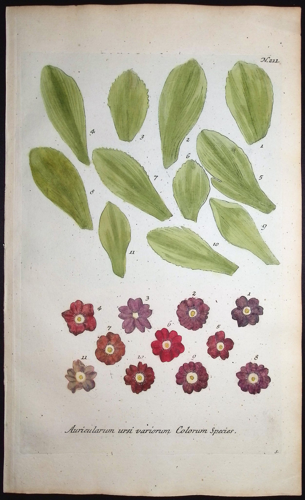 Bears-Ear, Primula