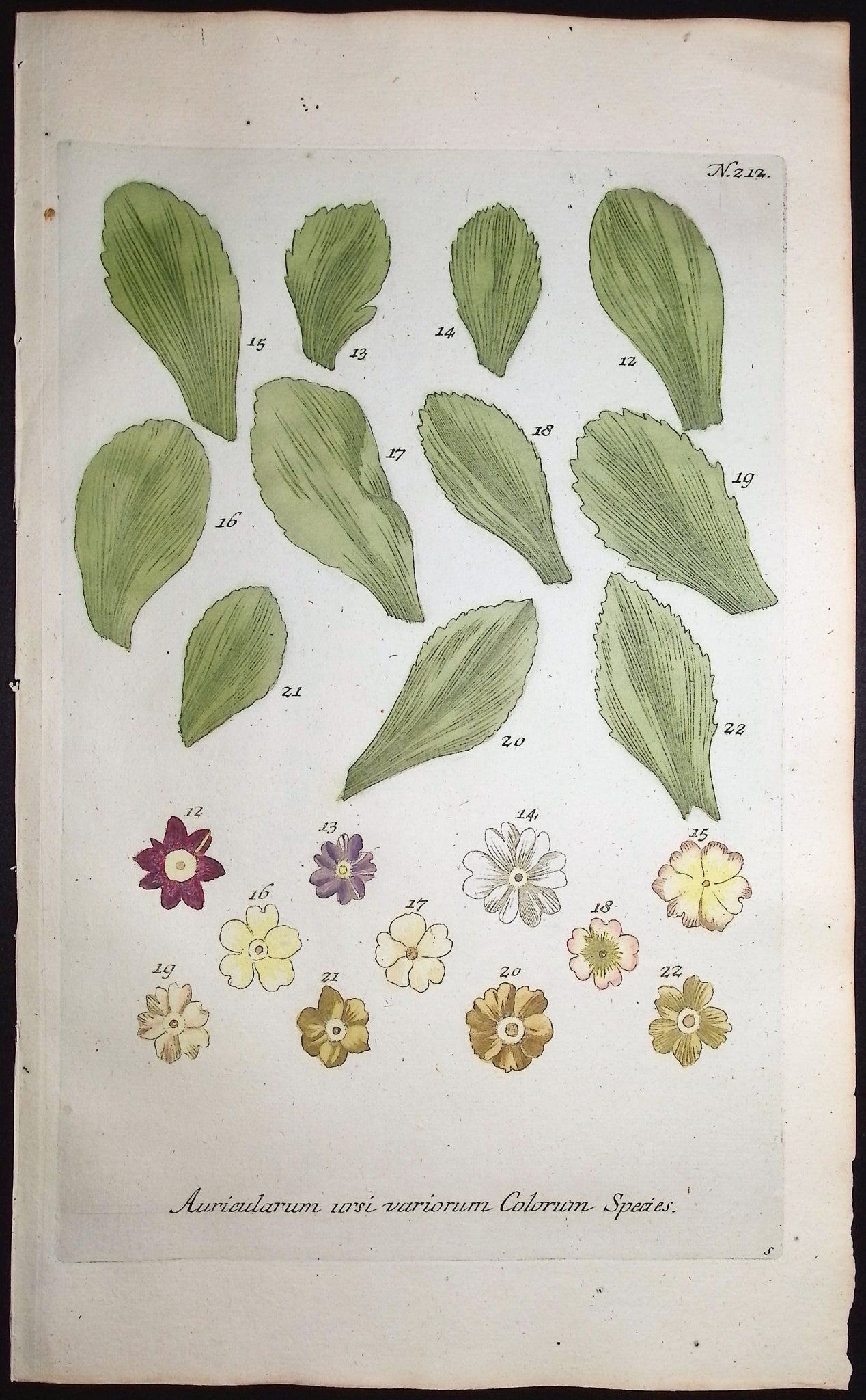Bears-Ear, Primula
