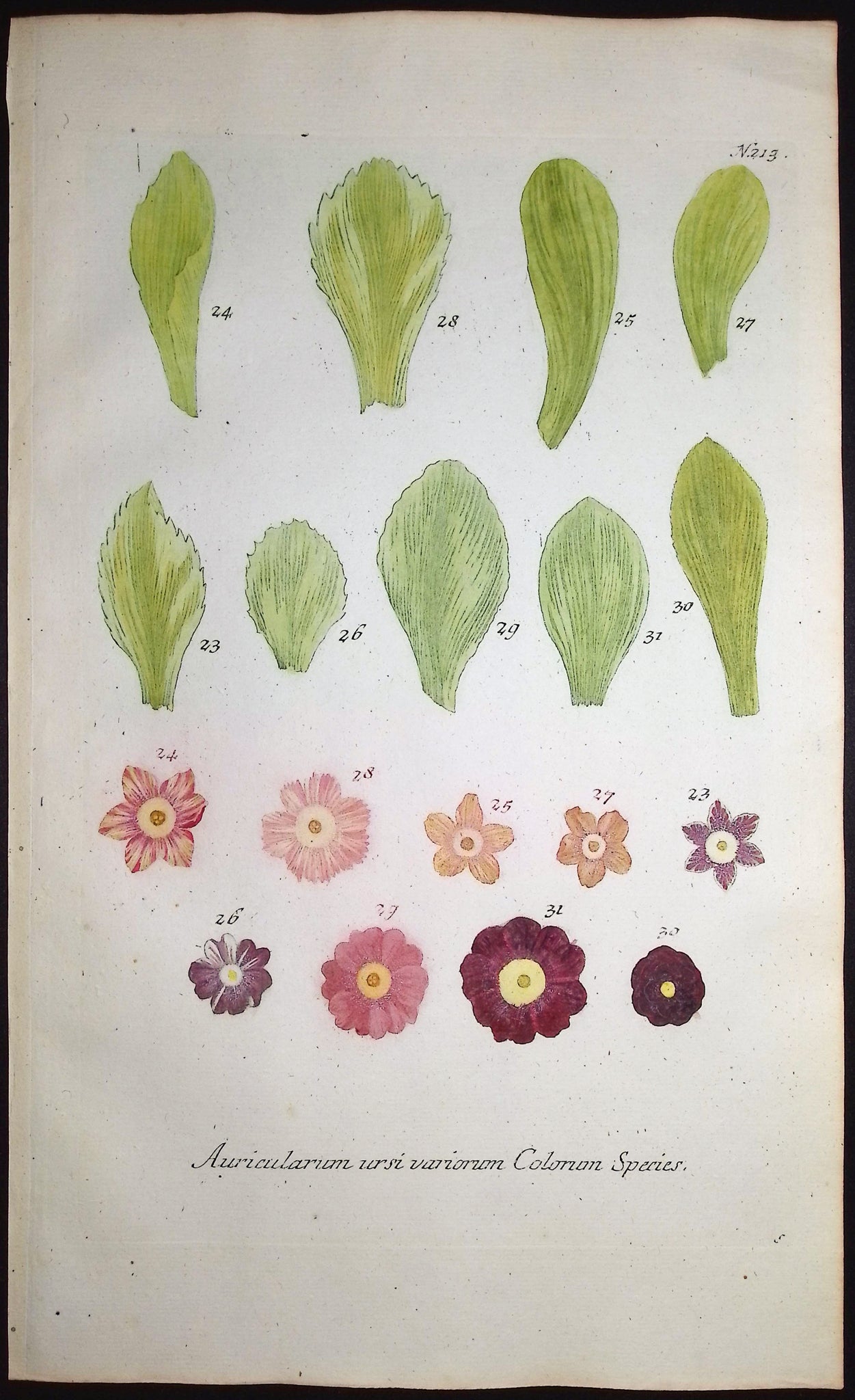Bears-Ear, Primula