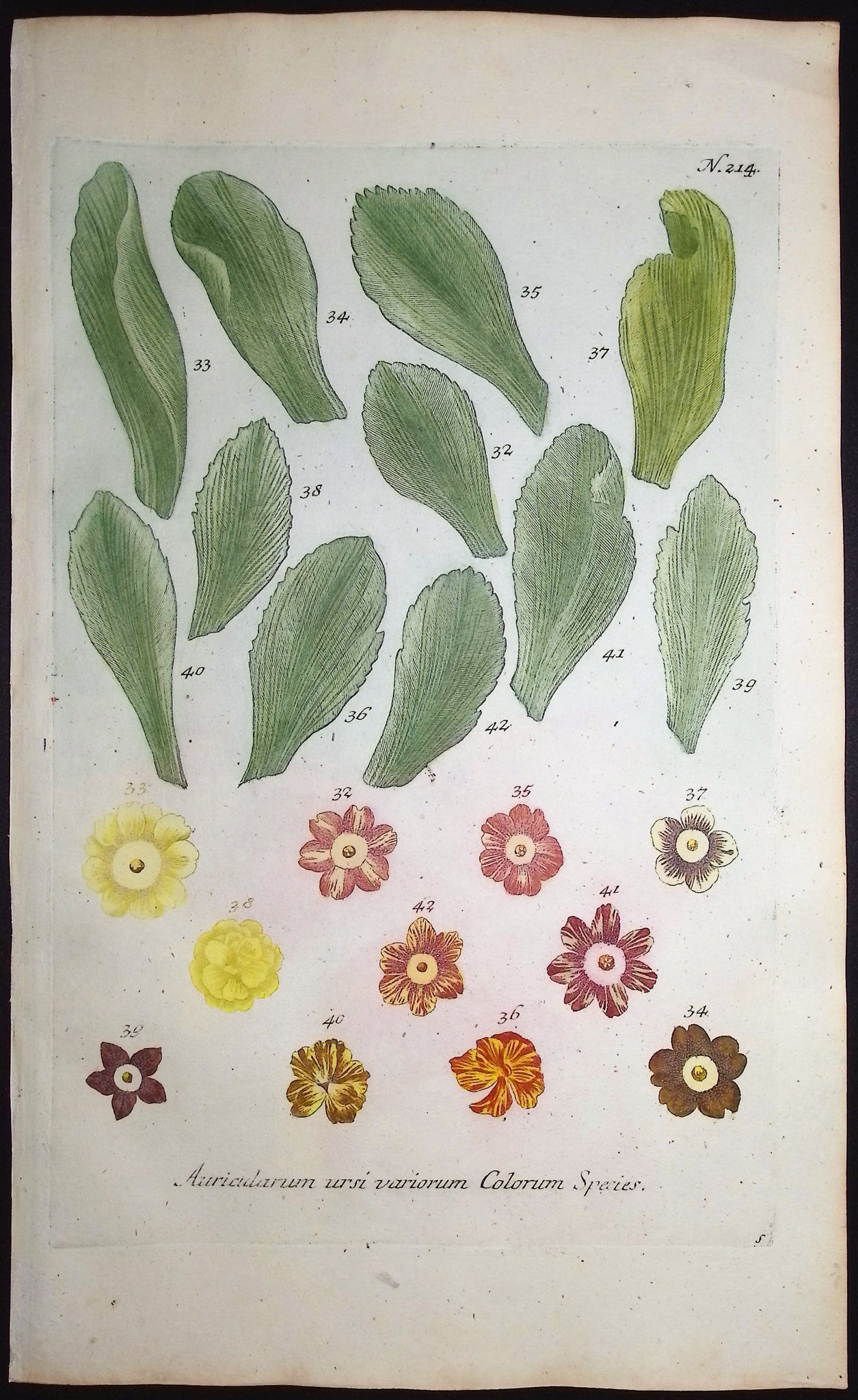 Bears-Ear, Primula