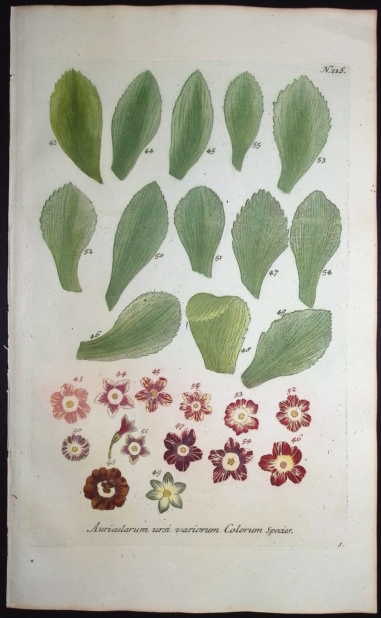 Bears-Ear, Primula