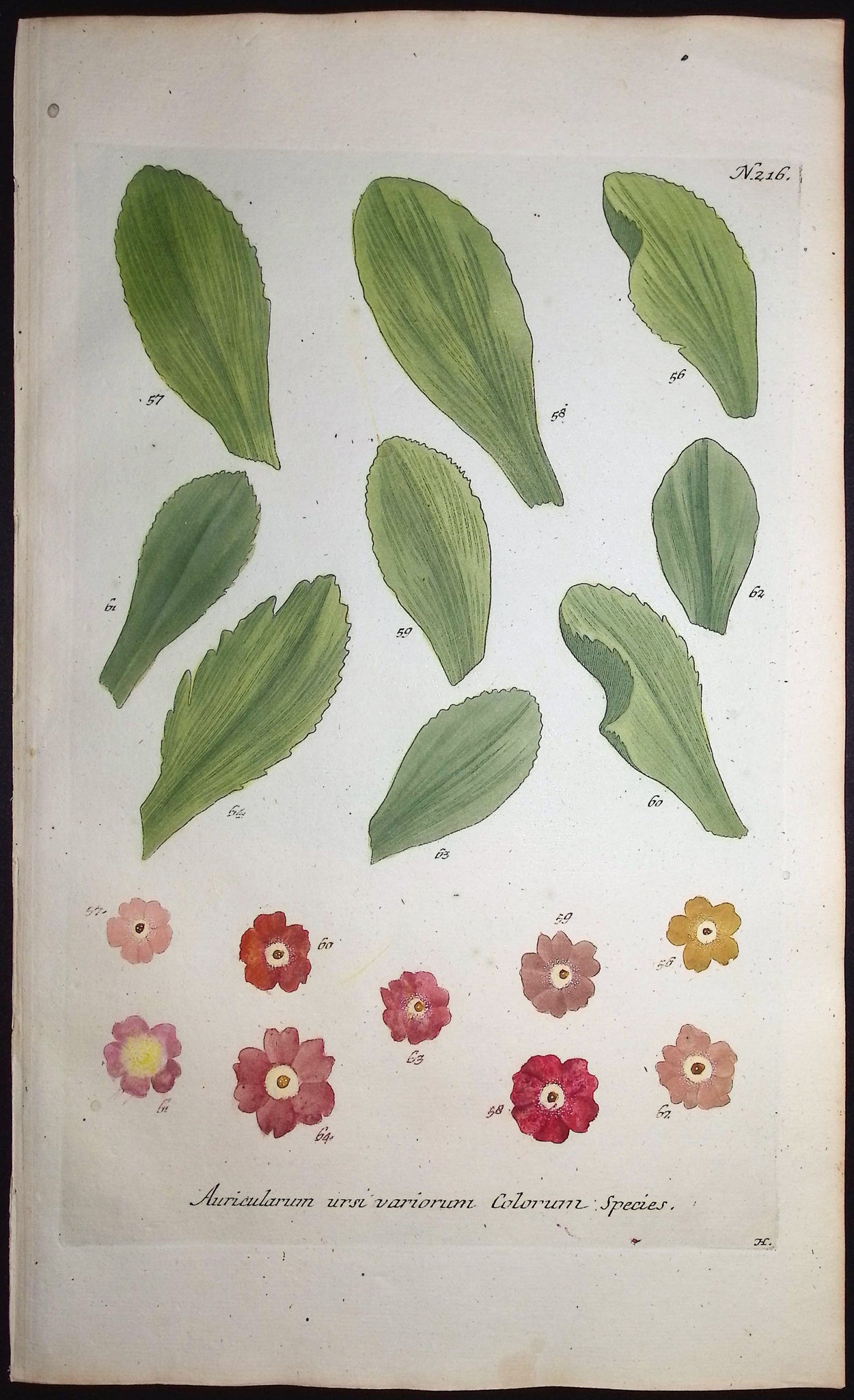 Bears-Ear, Primula
