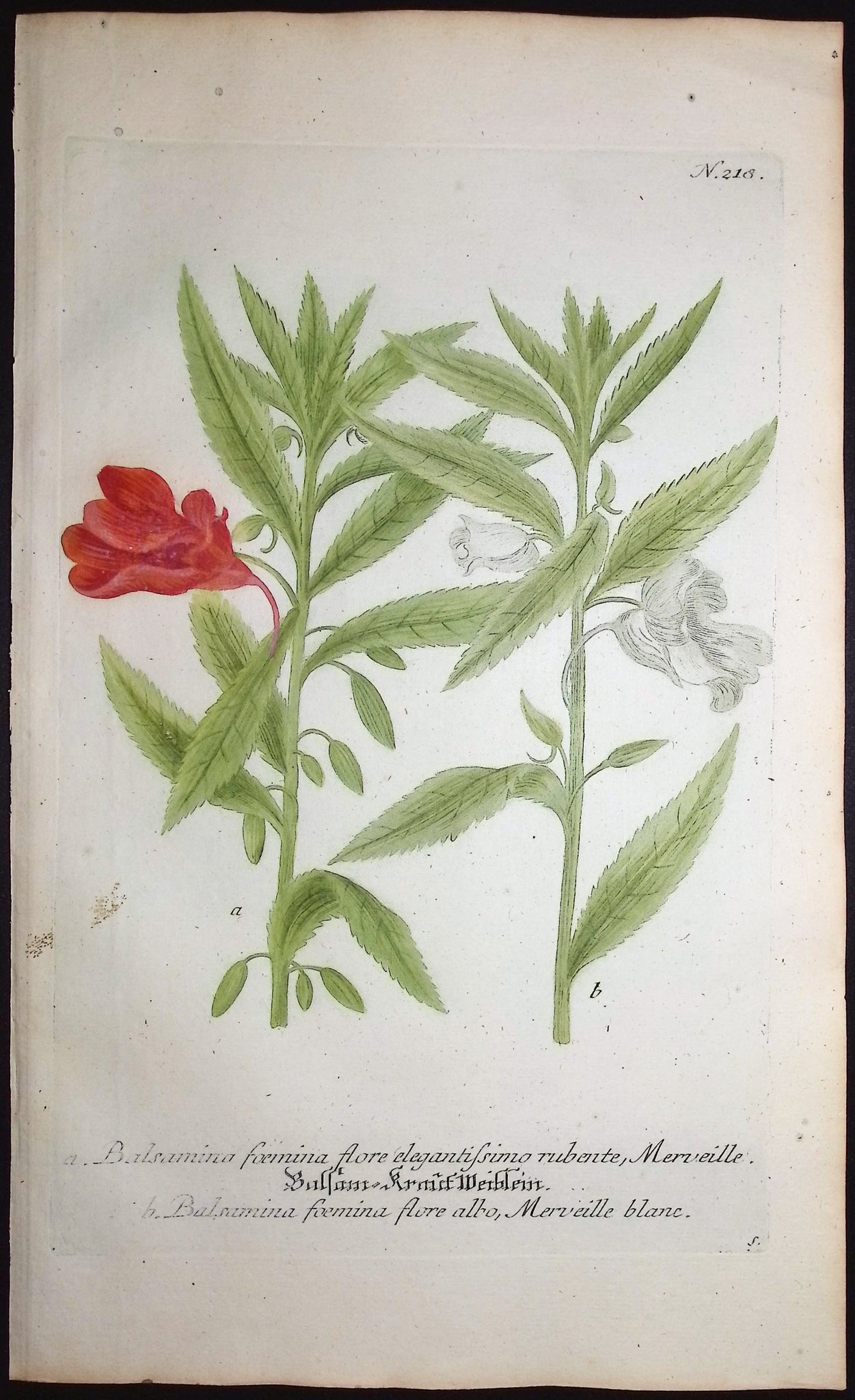 Garden or Rose Balsam