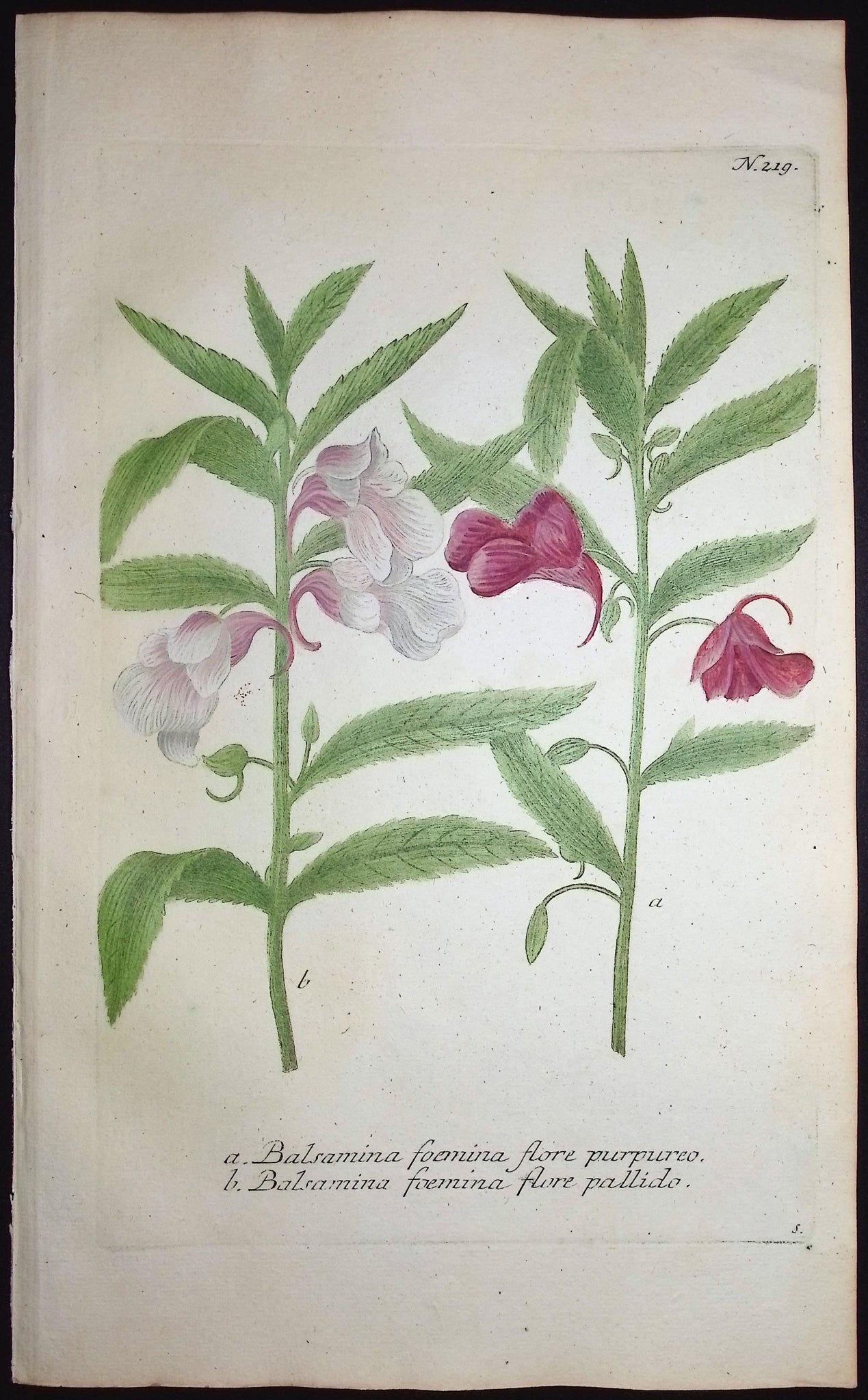 Garden or Rose Balsam