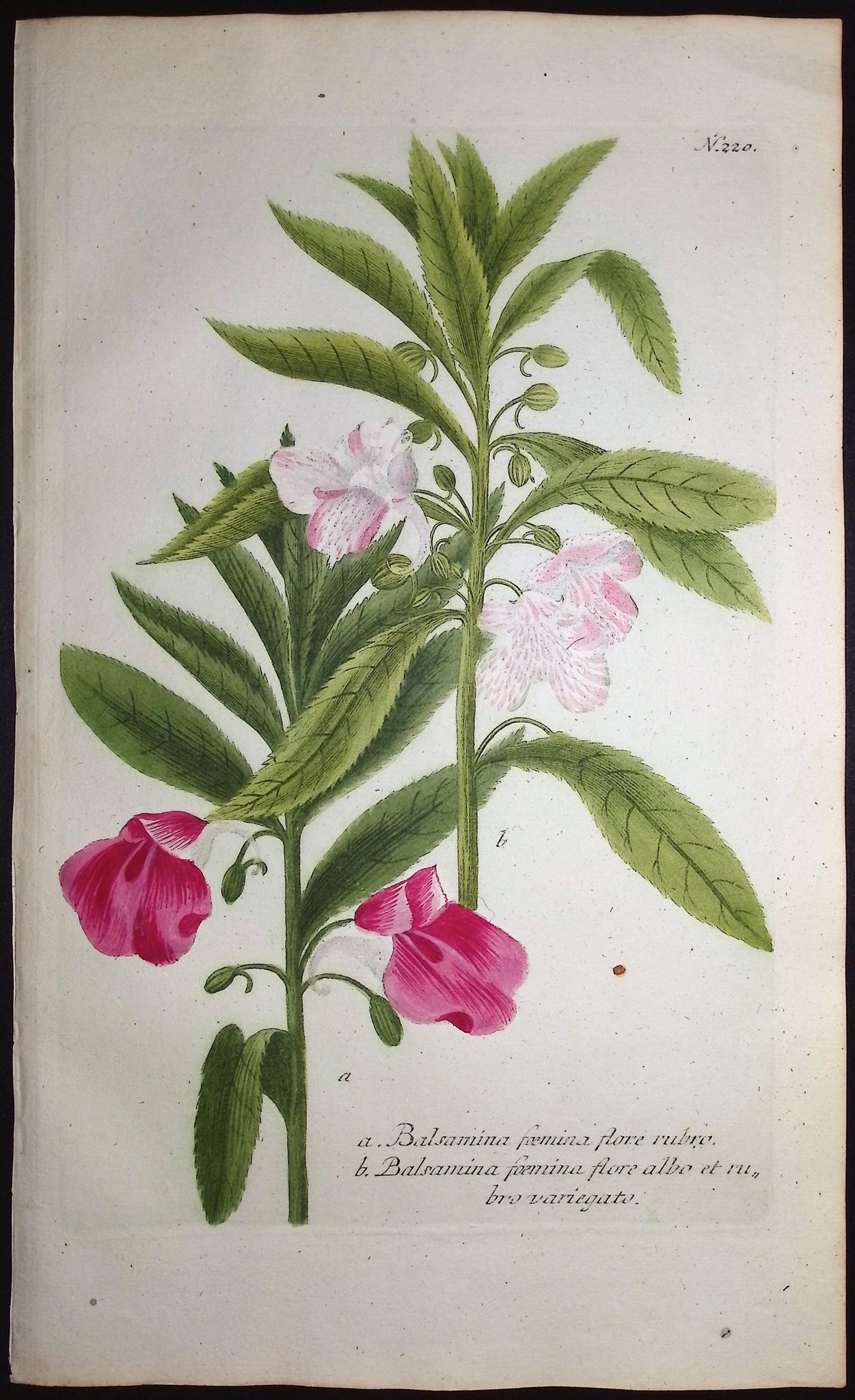Garden Balsam