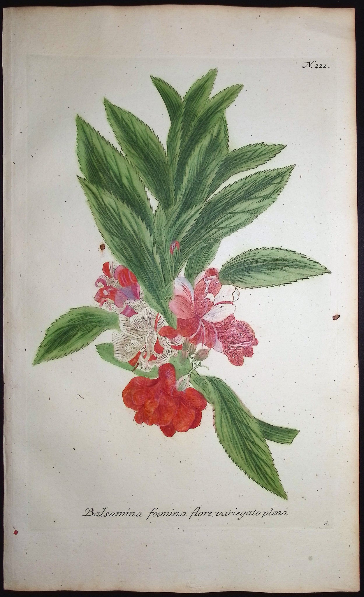 Garden Balsam