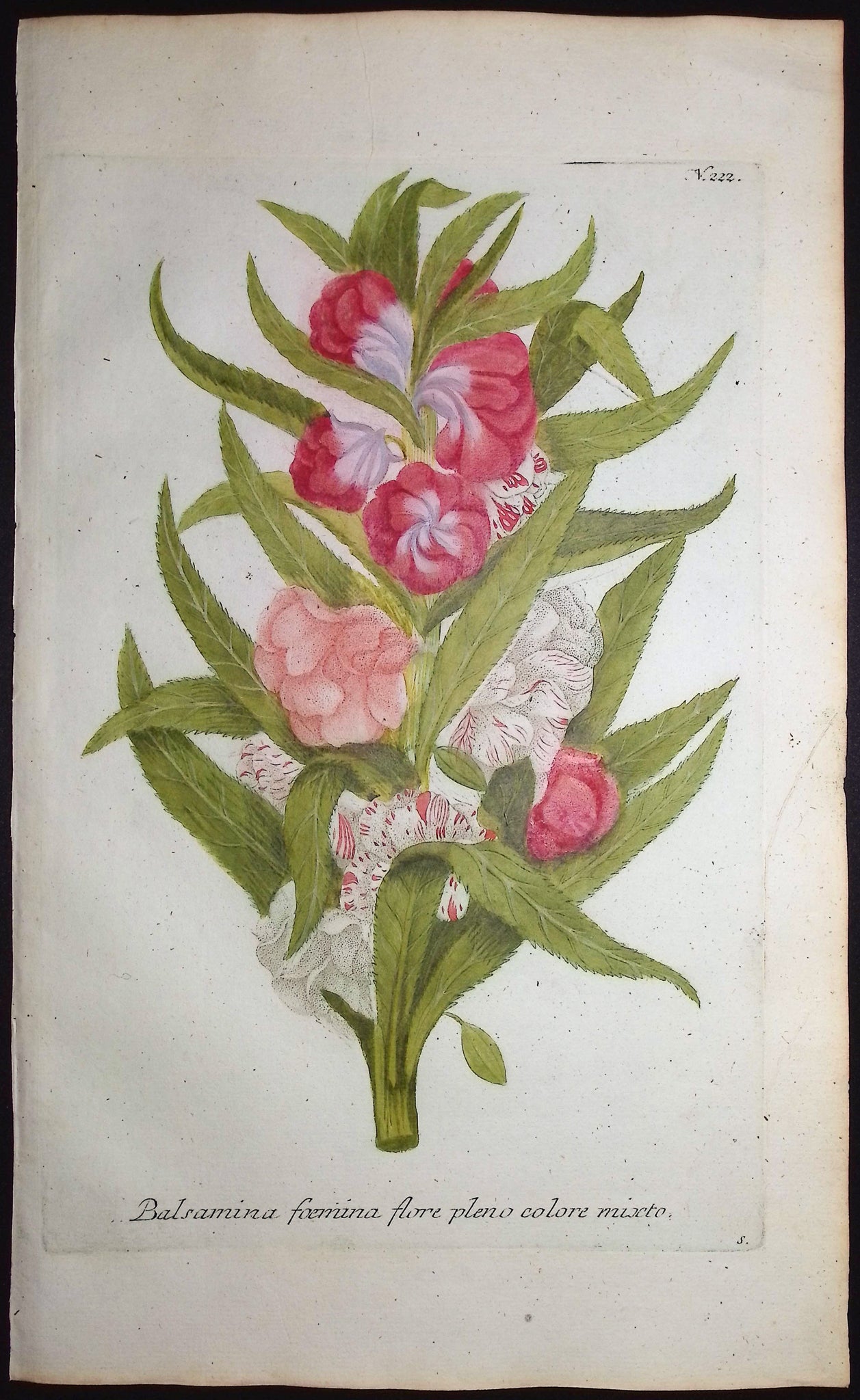 Garden Balsam