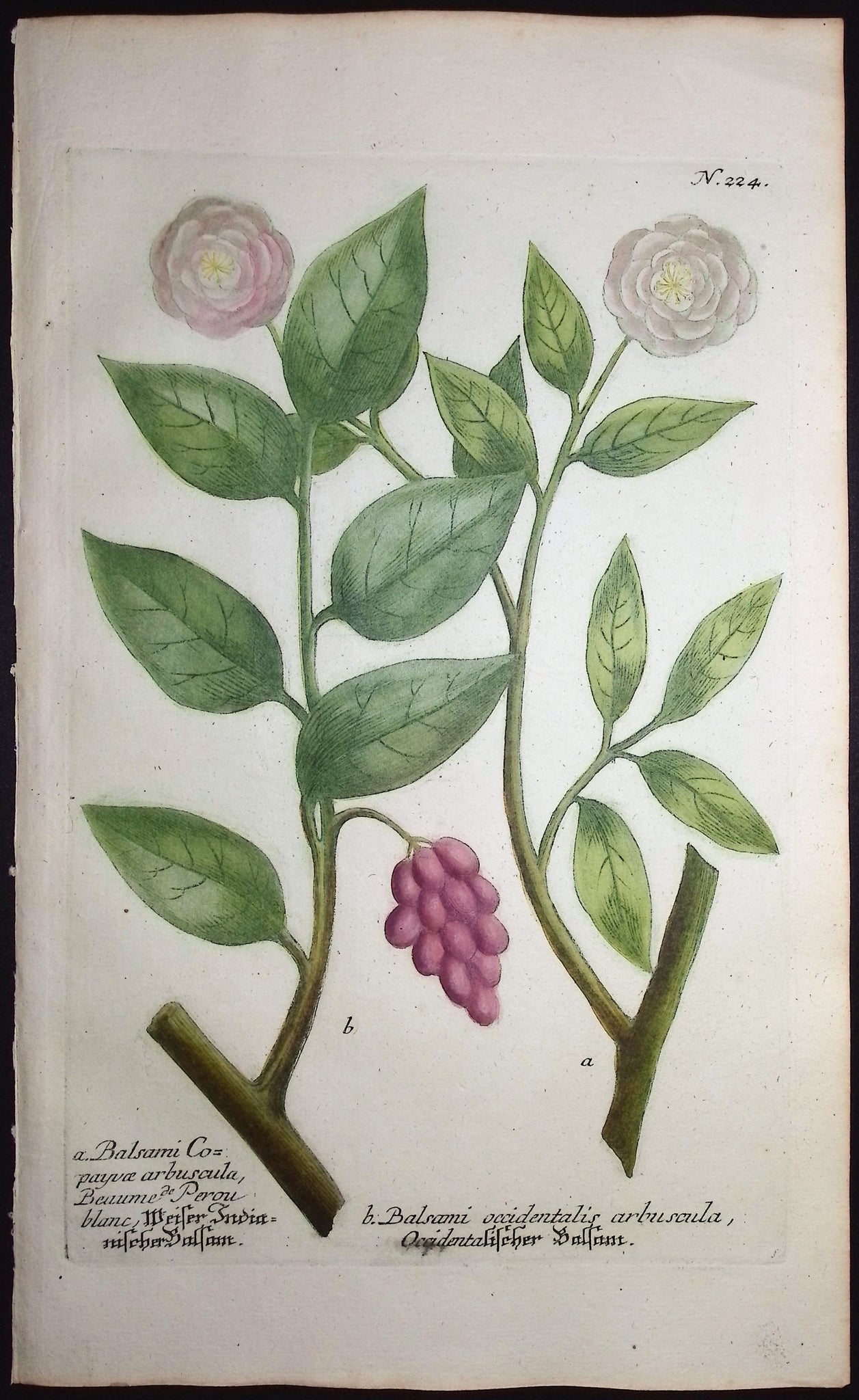 Garden Balsam