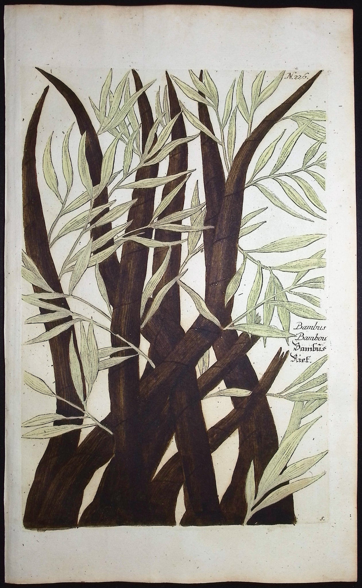 Bamboo