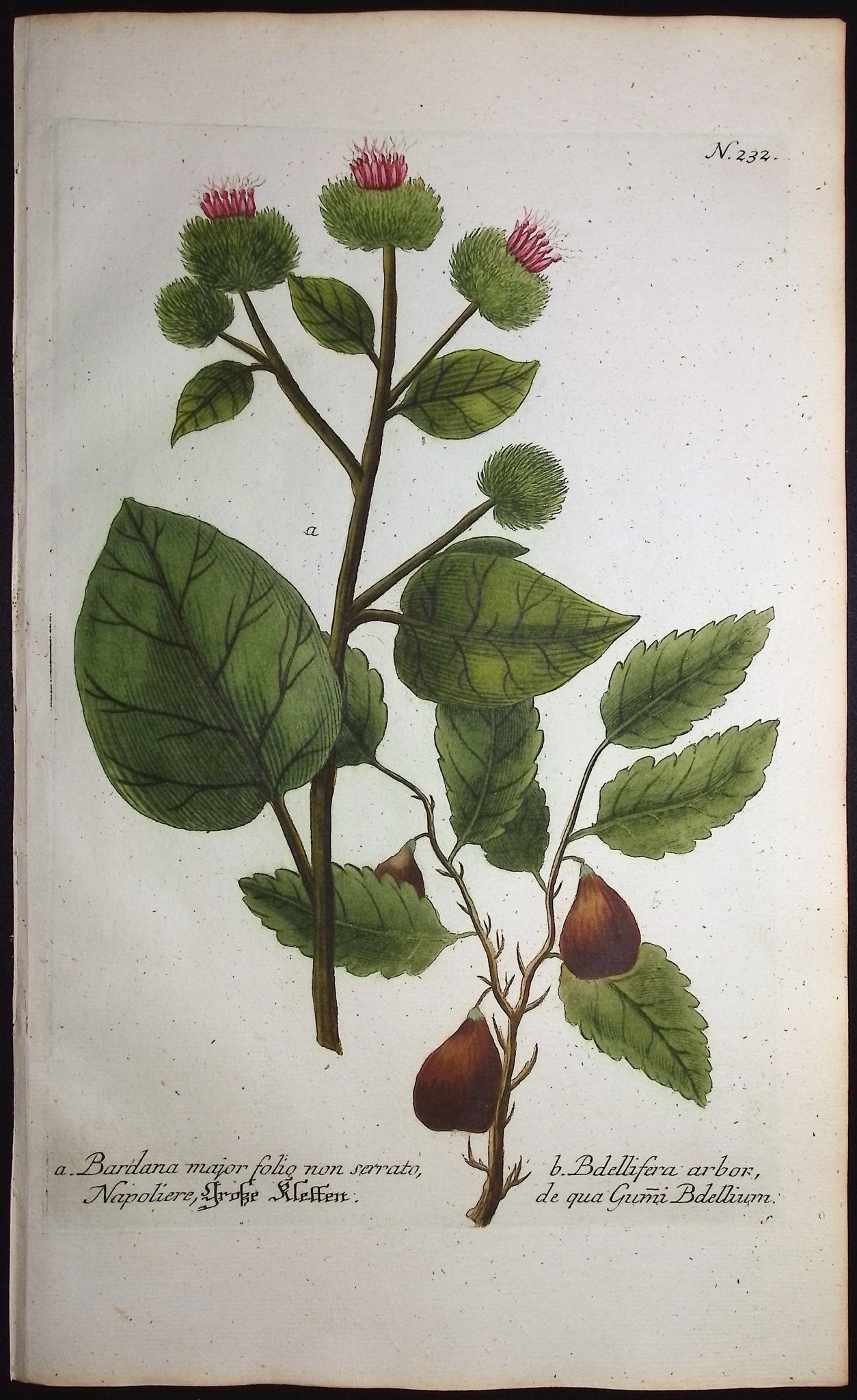 Bardana, Bdellifera