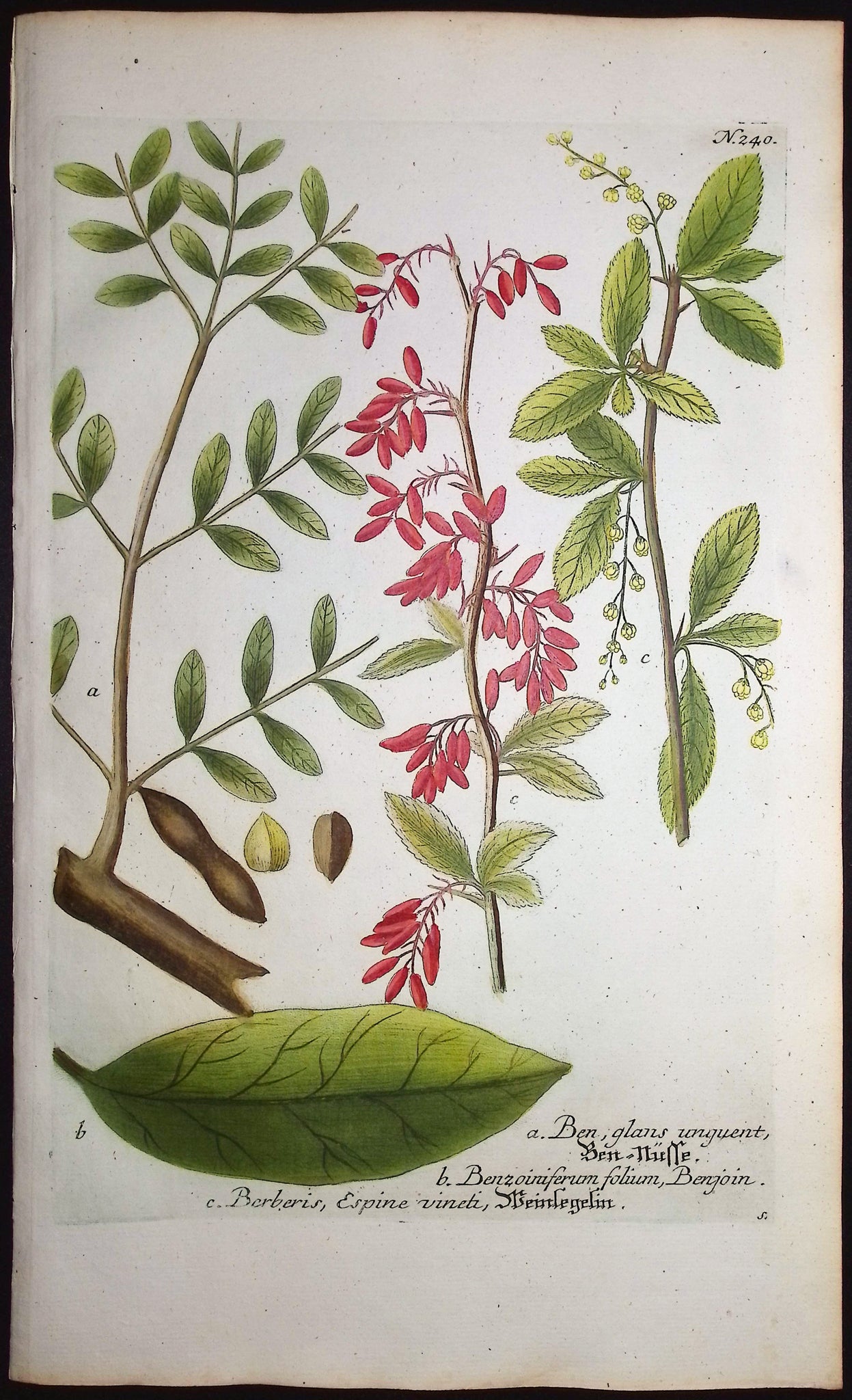 Horse-Radish Tree [Moringa pterygosperma], Barberry