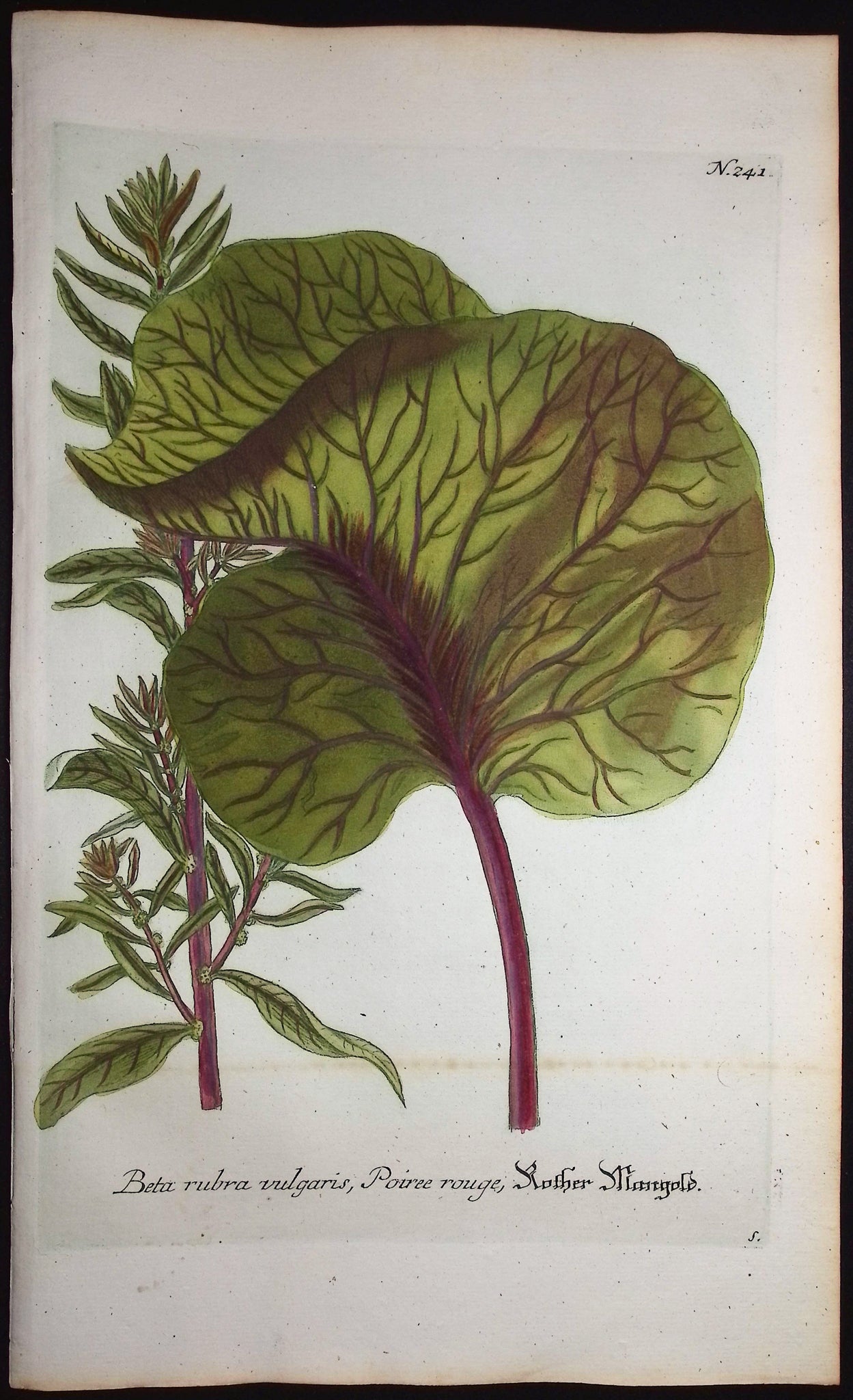 Beetroot or Red Beet