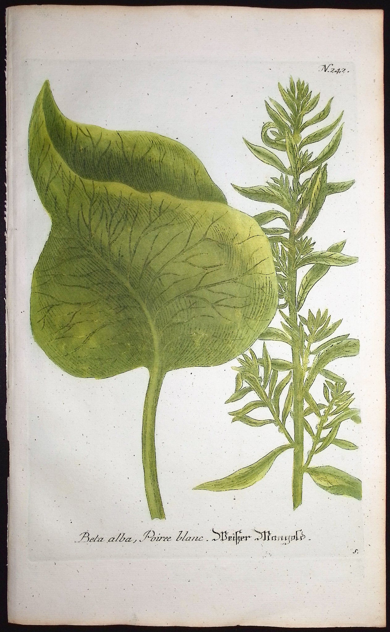 Fodder Beet