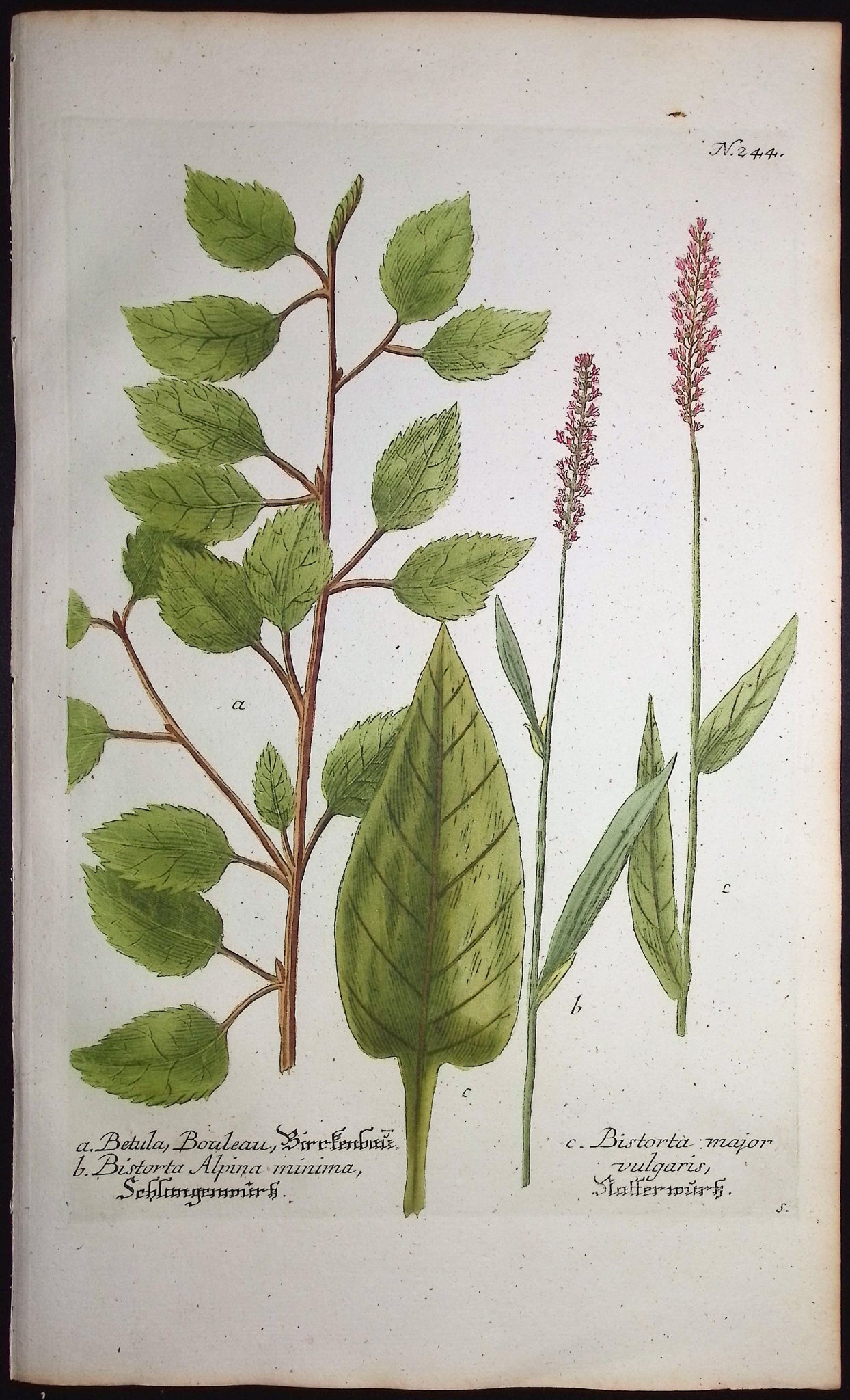 Betula, Bistorta