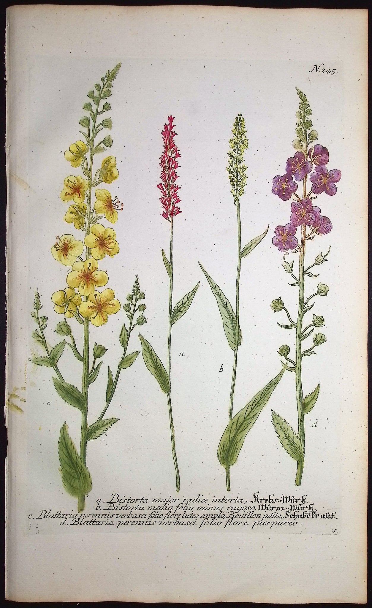 Bistorta, Blattaria