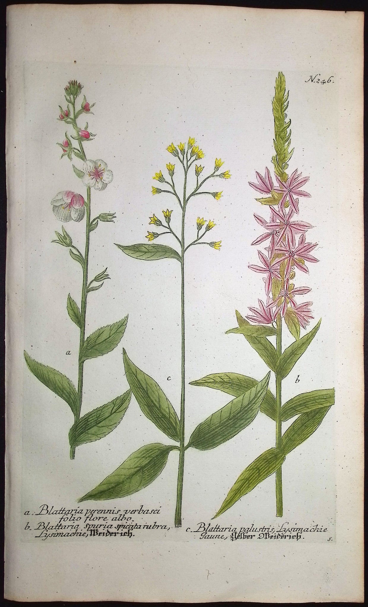 Blattaria