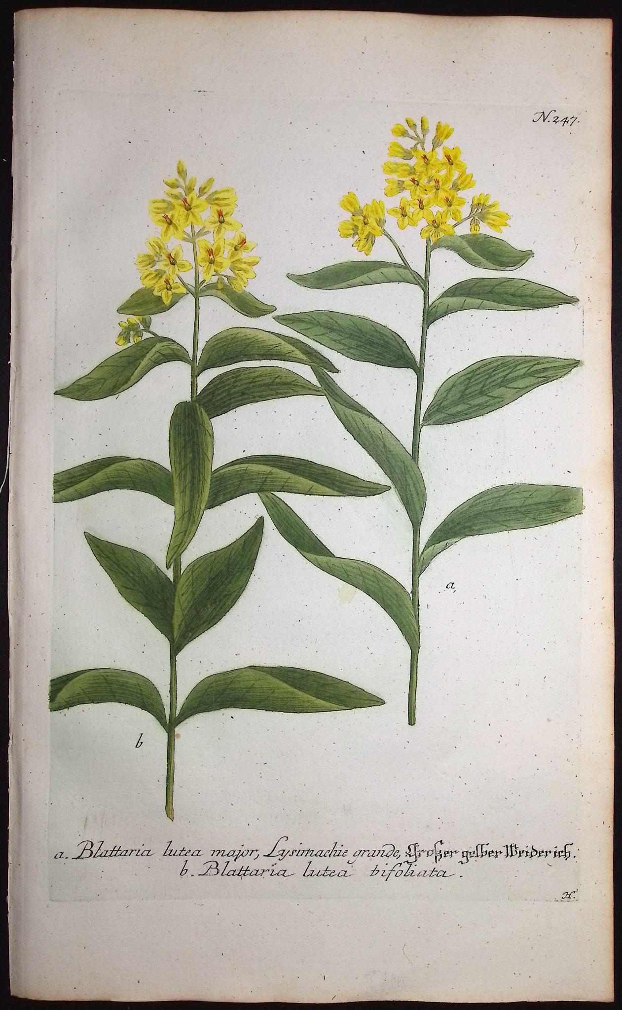 Blattaria