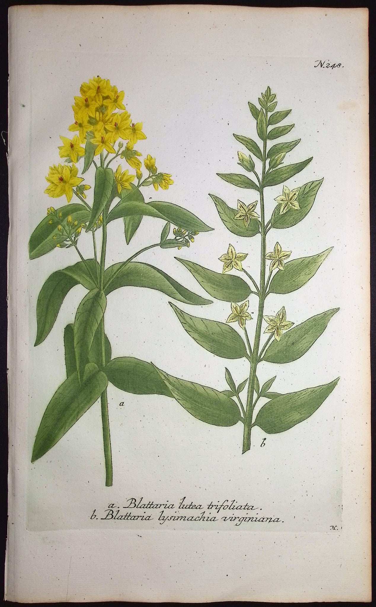 Blattaria