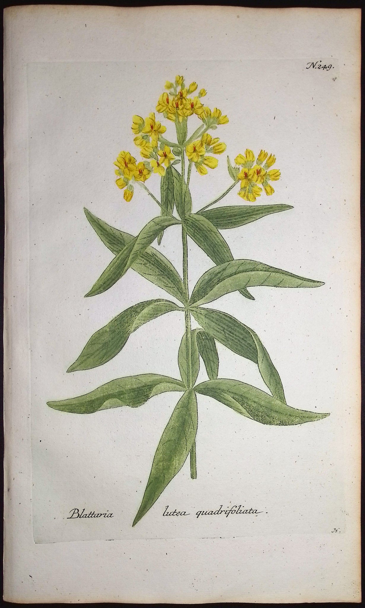 Blattaria lutea quadrifoliata