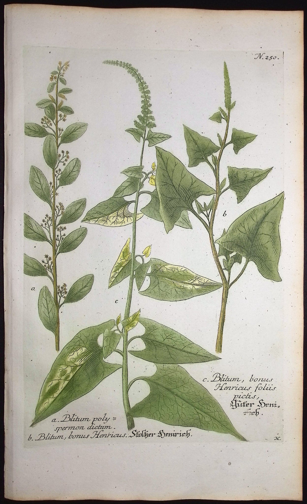 Blitum