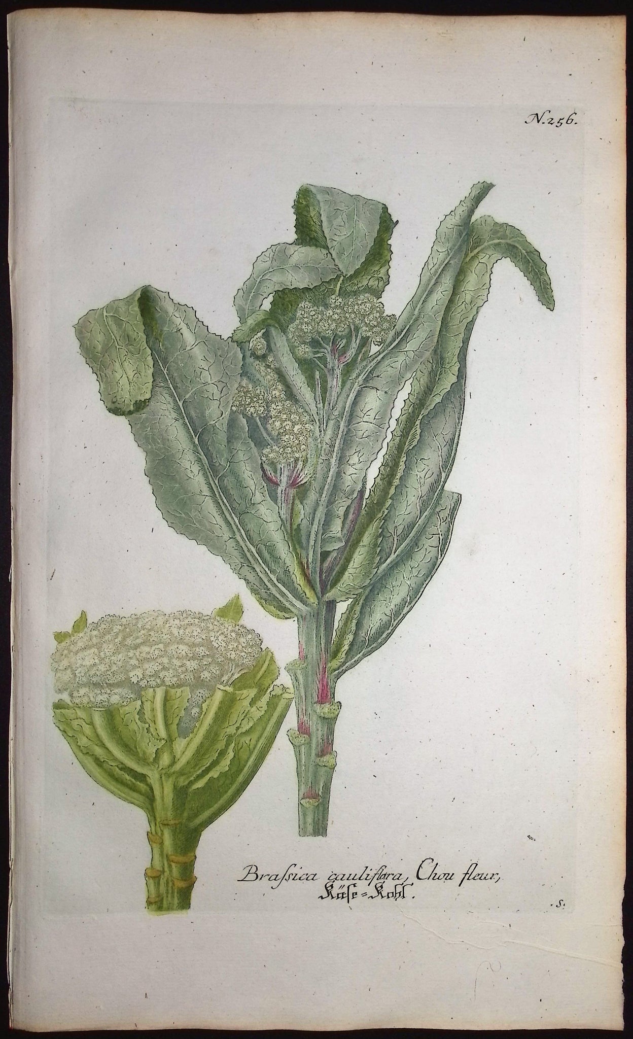 Cauliflower