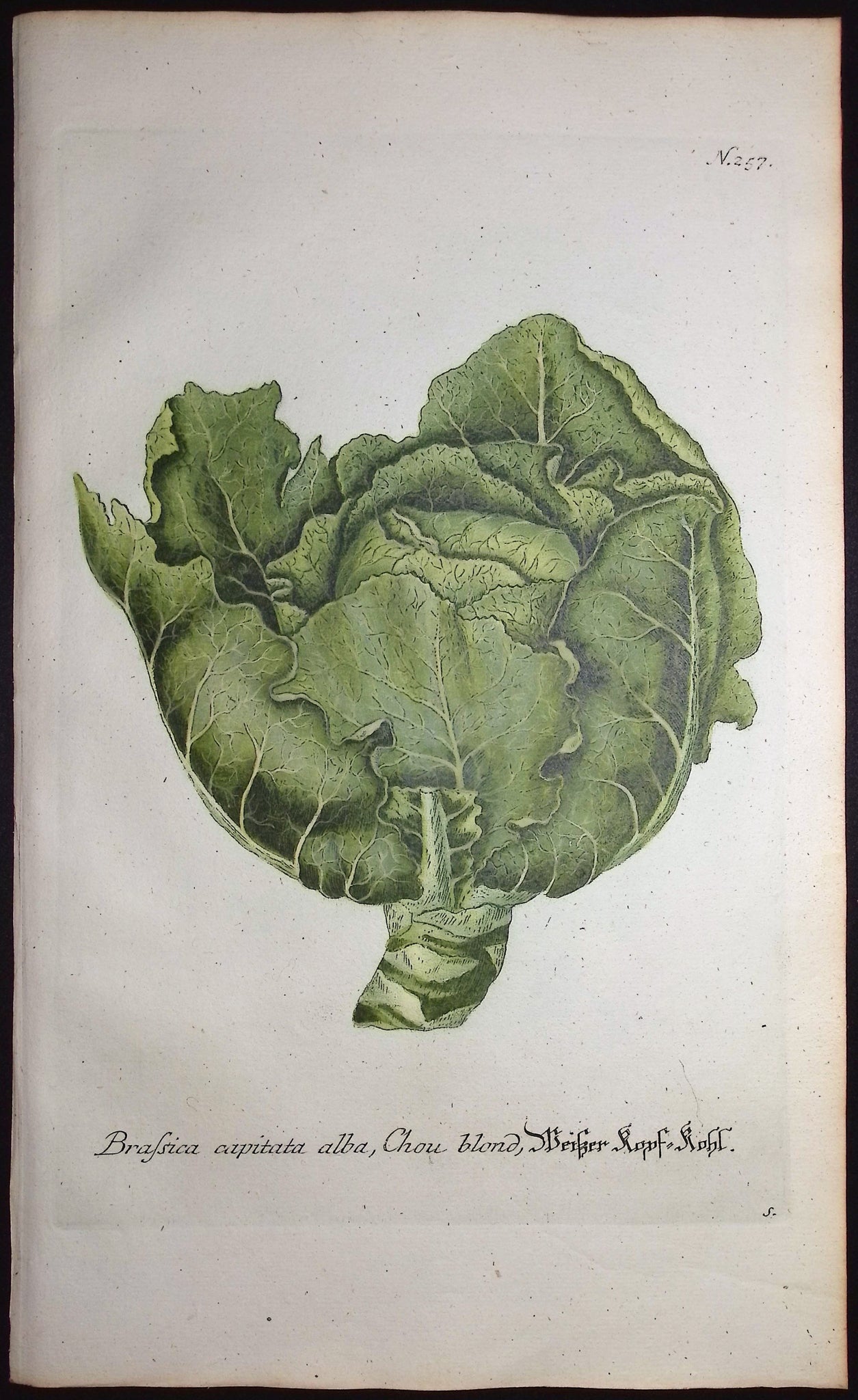 Cabbage