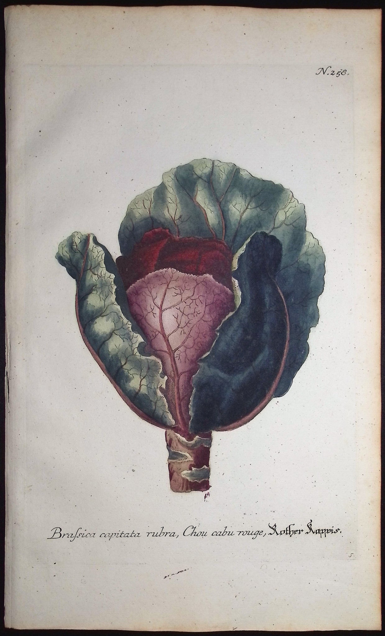 Red Cabbage