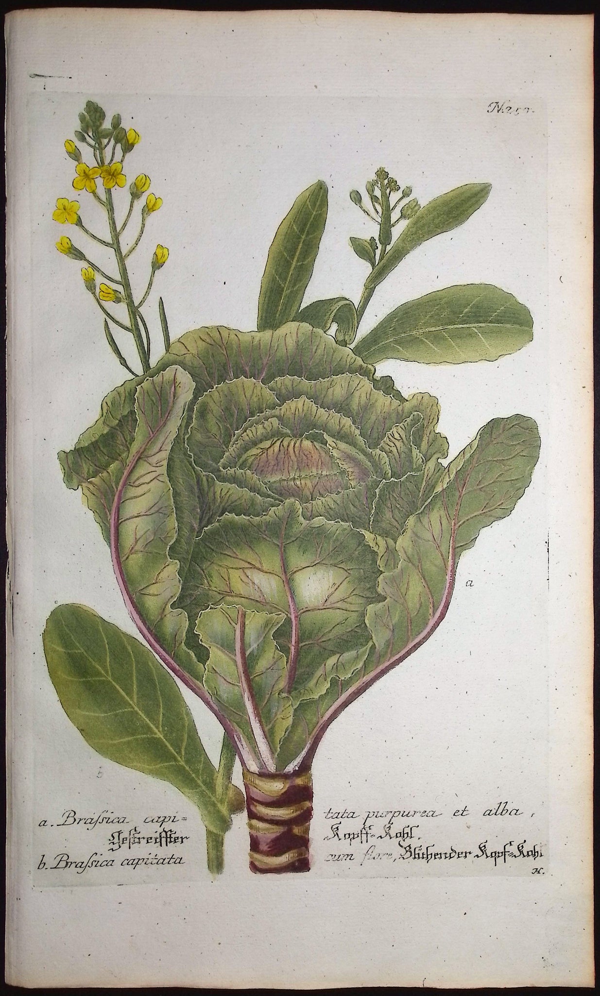 Cabbage