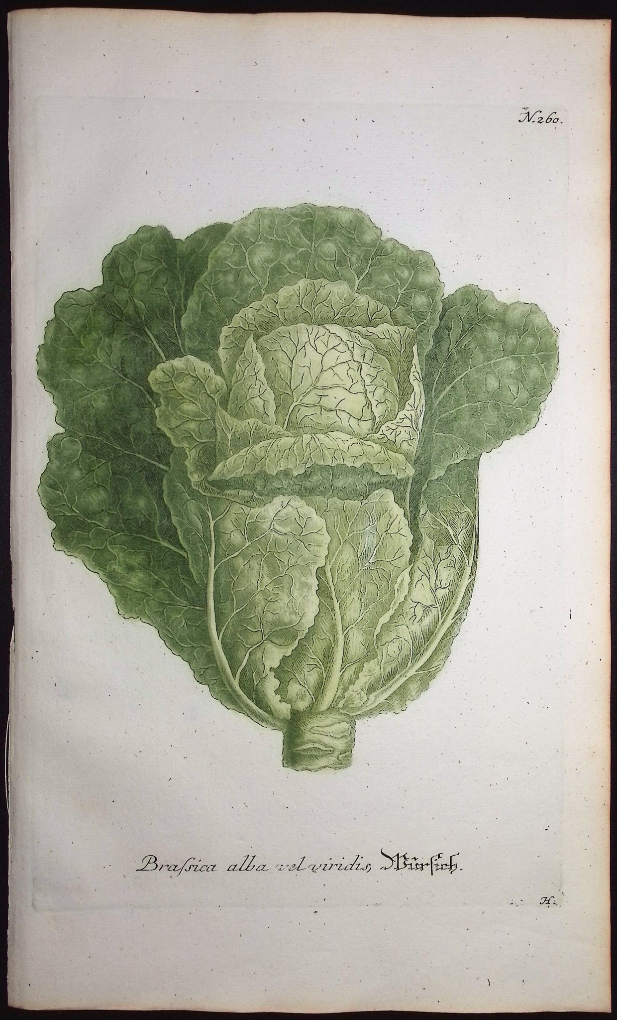 Cabbage