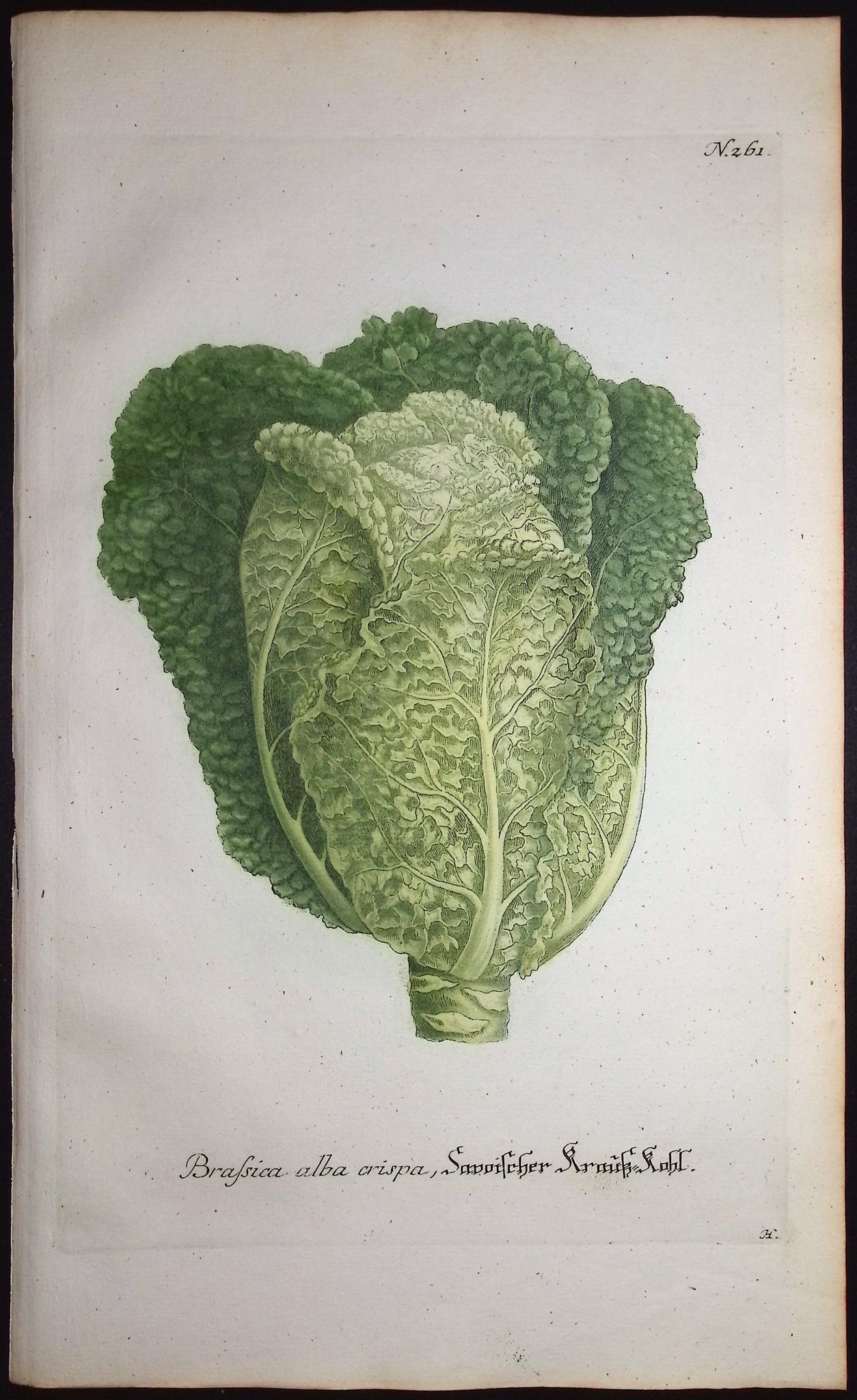 Cabbage